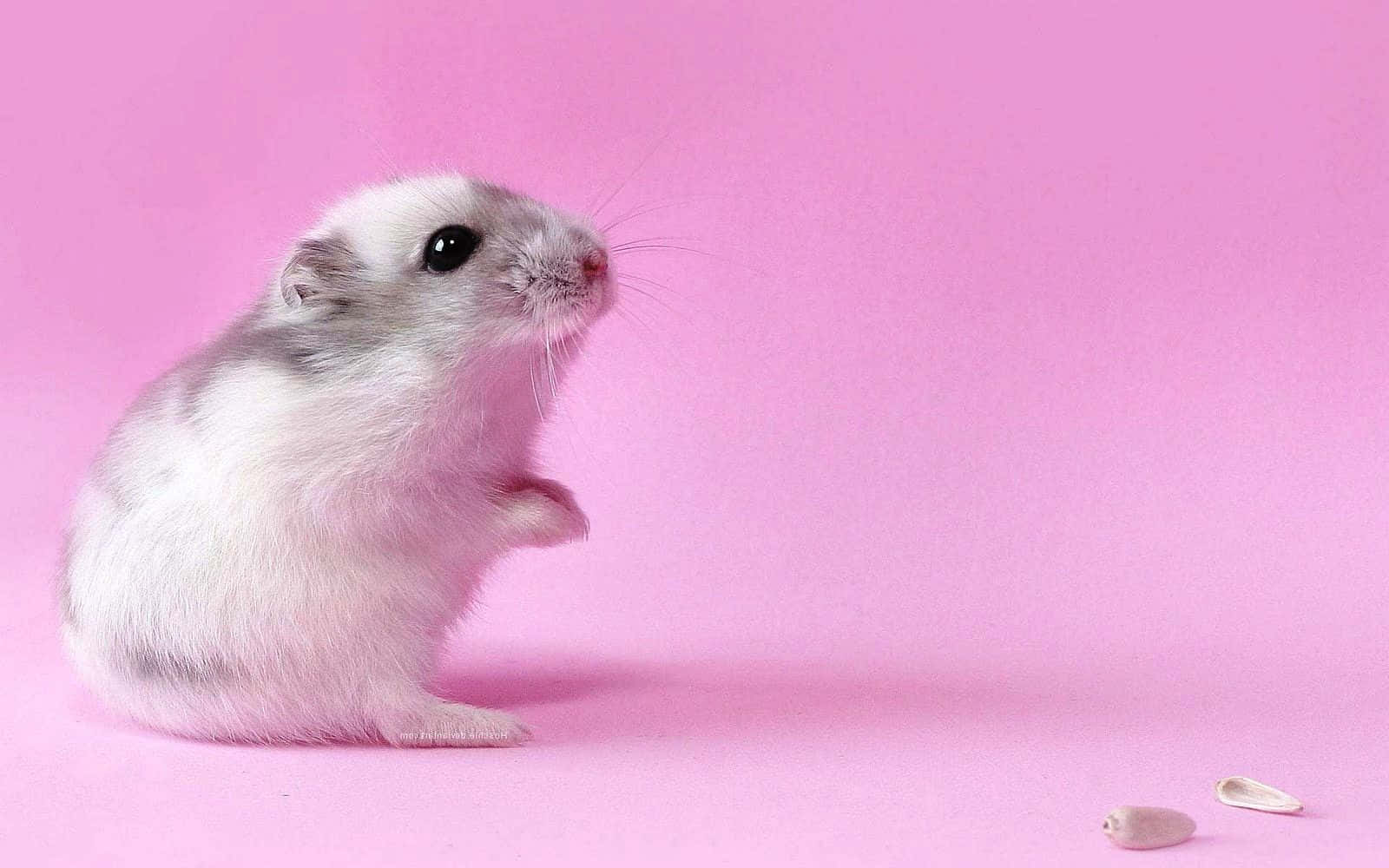 white hamster, pink background, sunflower seed shell, HD Desktop Wallpaper