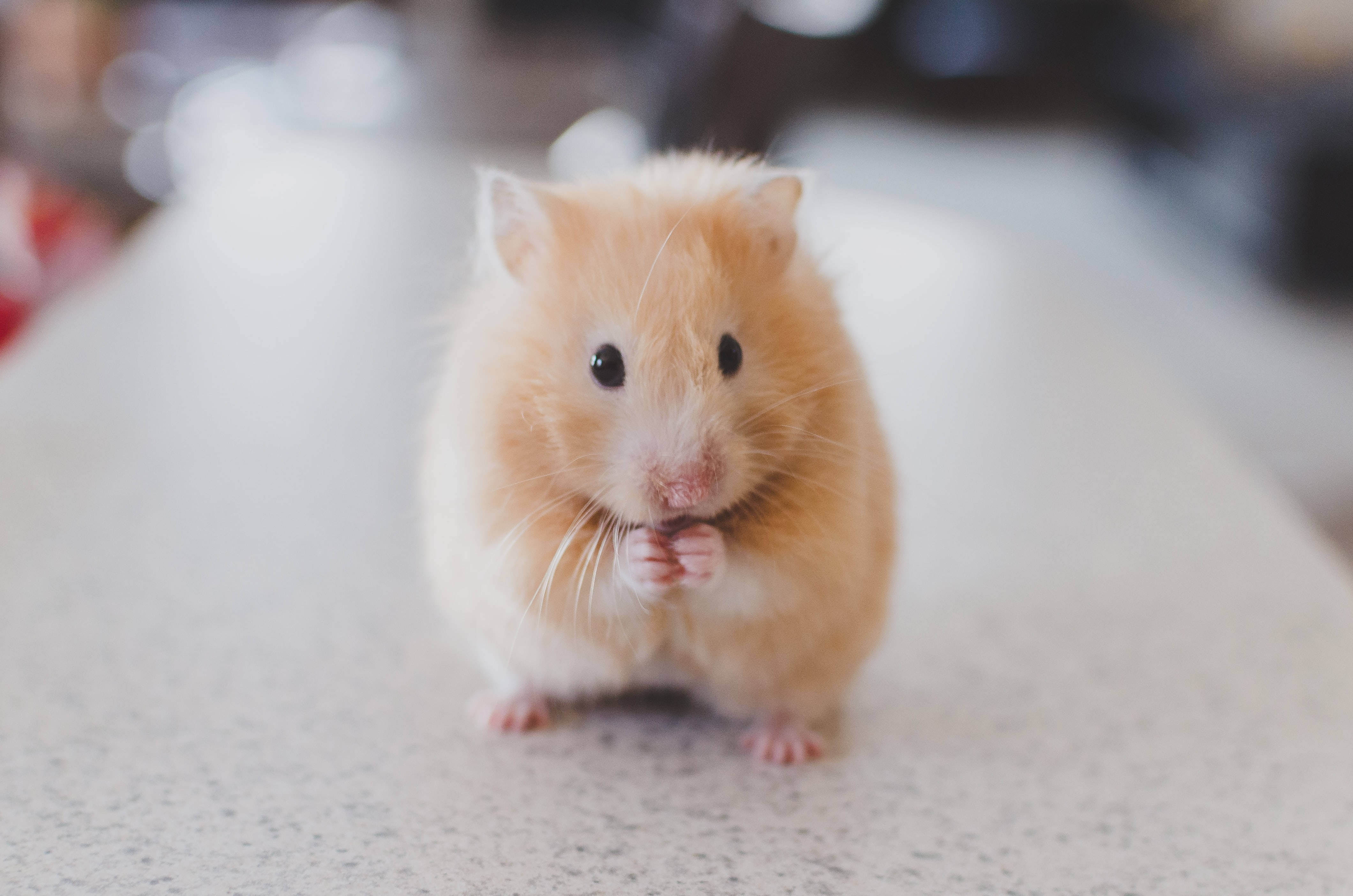 golden hamster, fluffy, speckled countertop, 4K Desktop Wallpaper