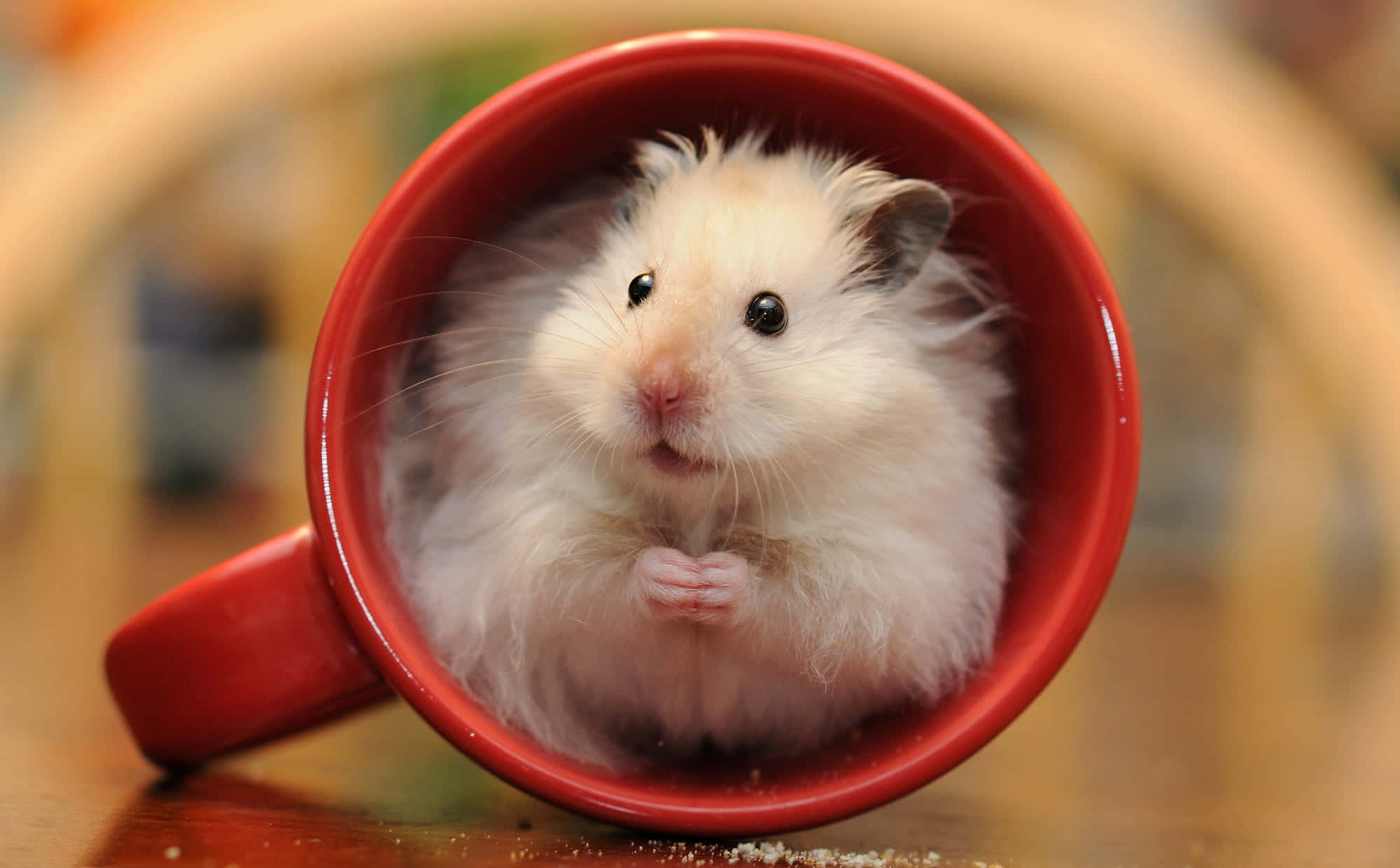 fluffy white hamster, dark eyes, bright red ceramic mug, Full HD Desktop Wallpaper