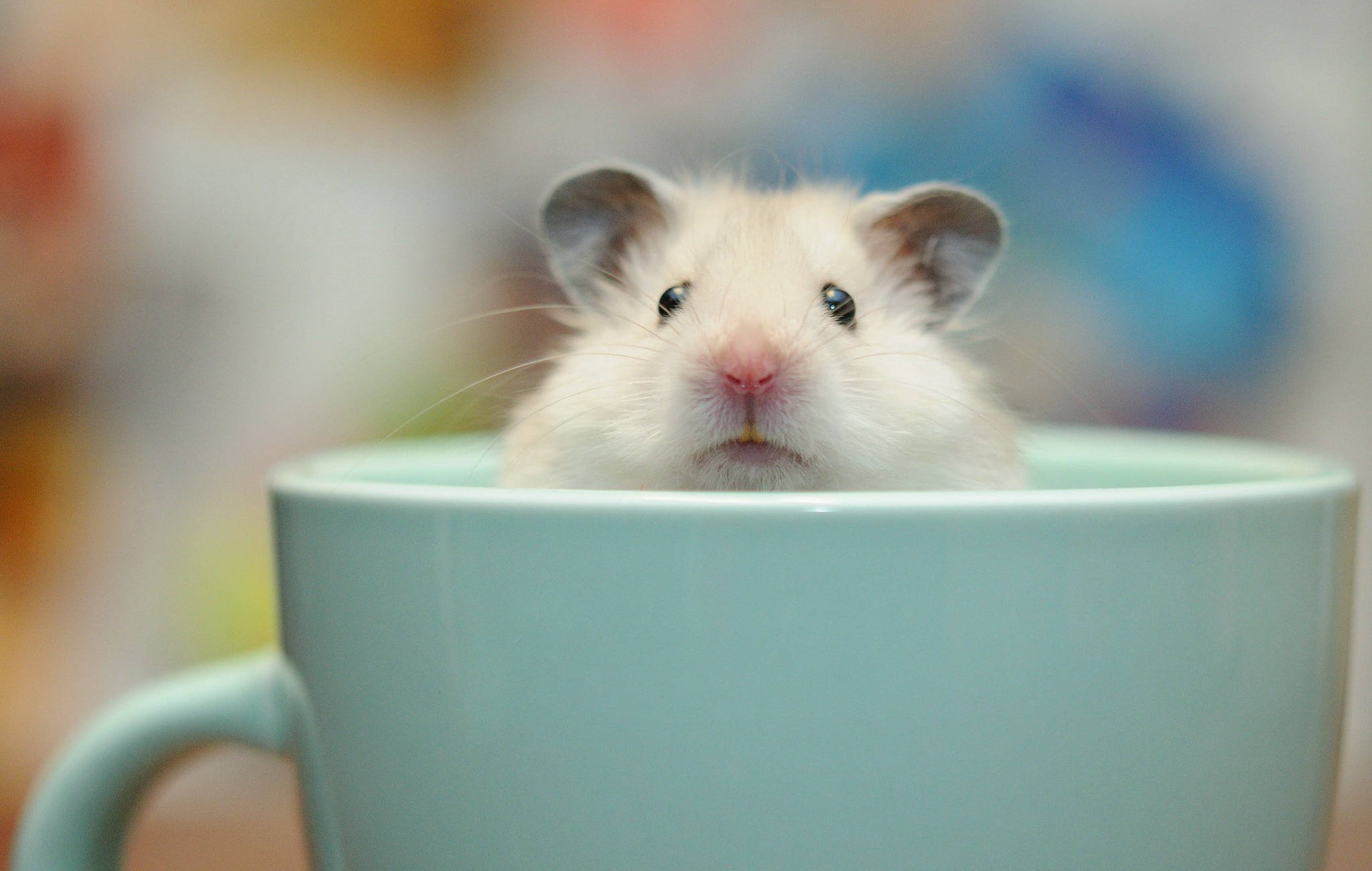 hamster, light blue ceramic mug, dark eyes, Full HD Desktop Wallpaper