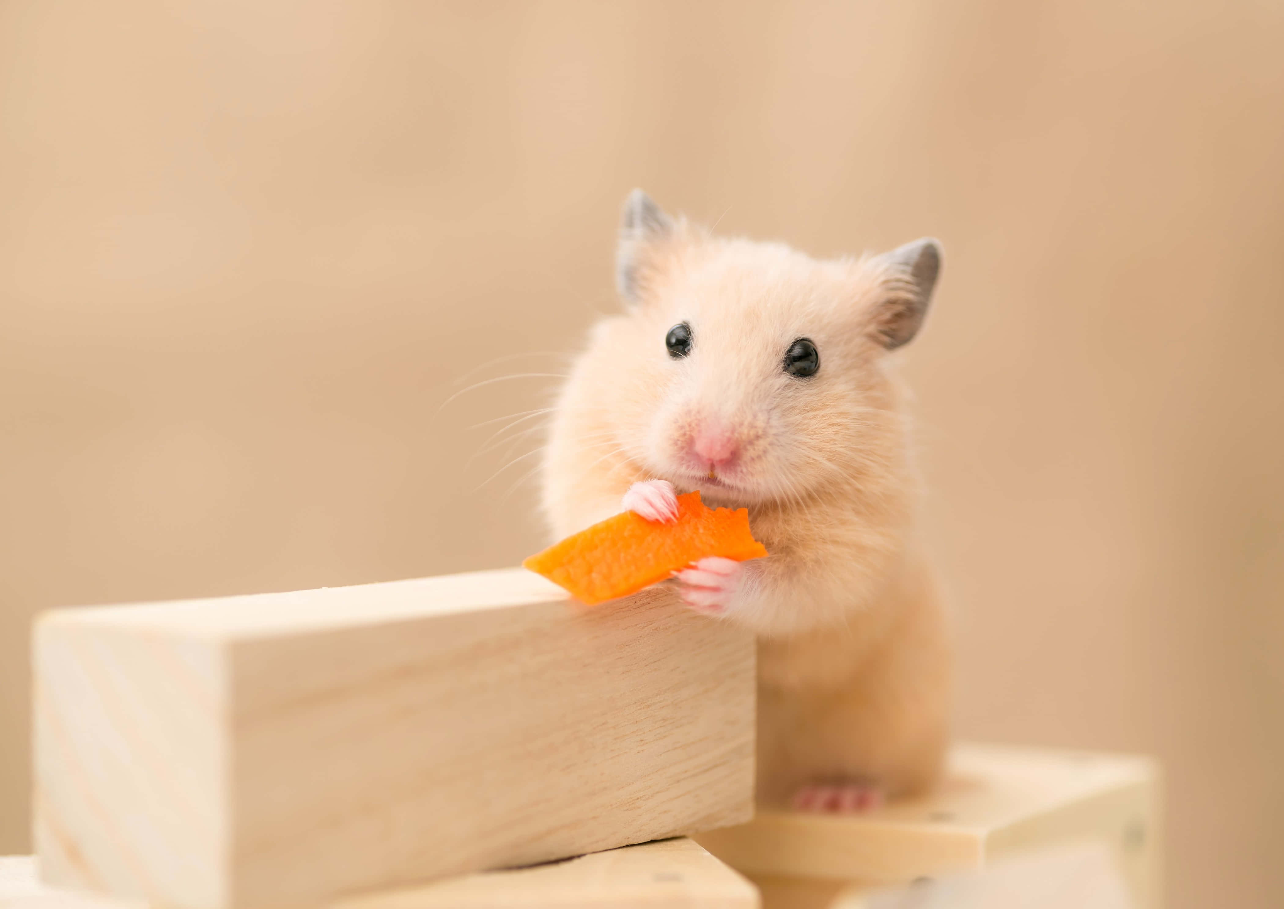 hamster, cream, orange carrot slice, 4K Desktop Wallpaper
