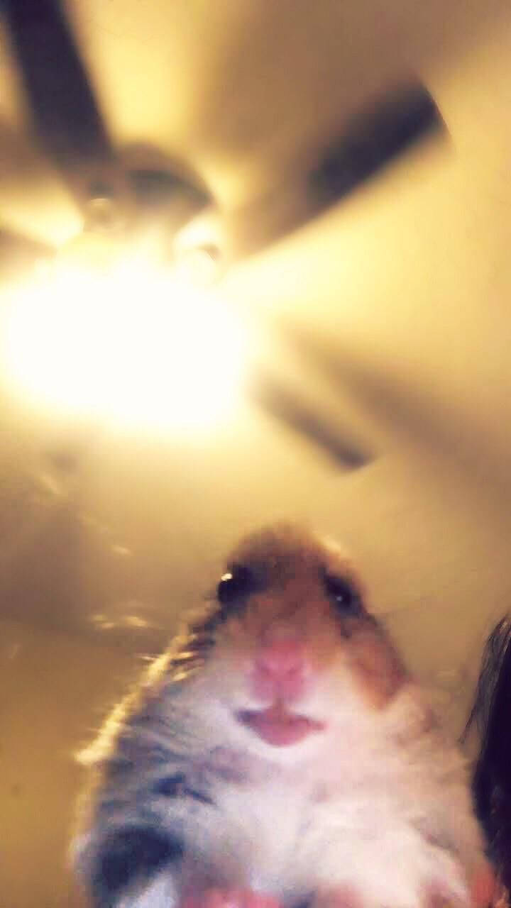 webcam hamster meme, Virtual Hamster Meme, fluffy hamster, HD Phone Wallpaper