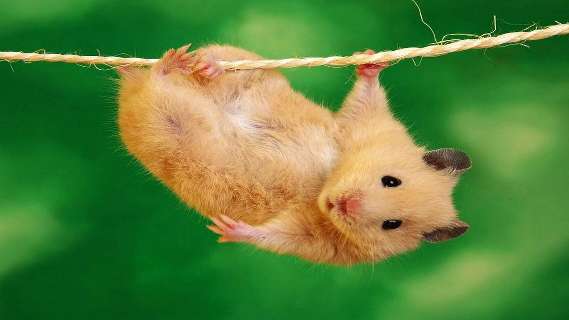 hanging hamster meme, fluffy golden hamster, rope, Full HD Desktop Wallpaper