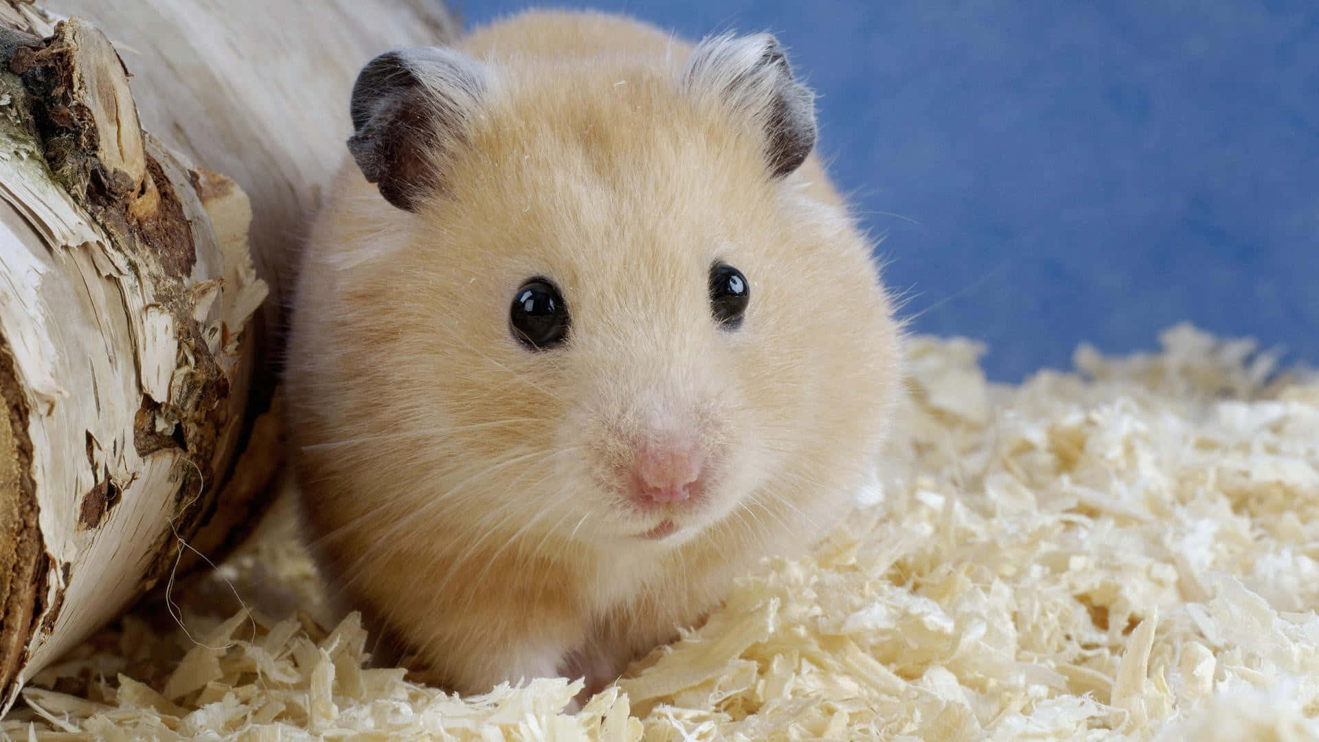 golden hamster, dark ears, bright eyes, Full HD Desktop Wallpaper