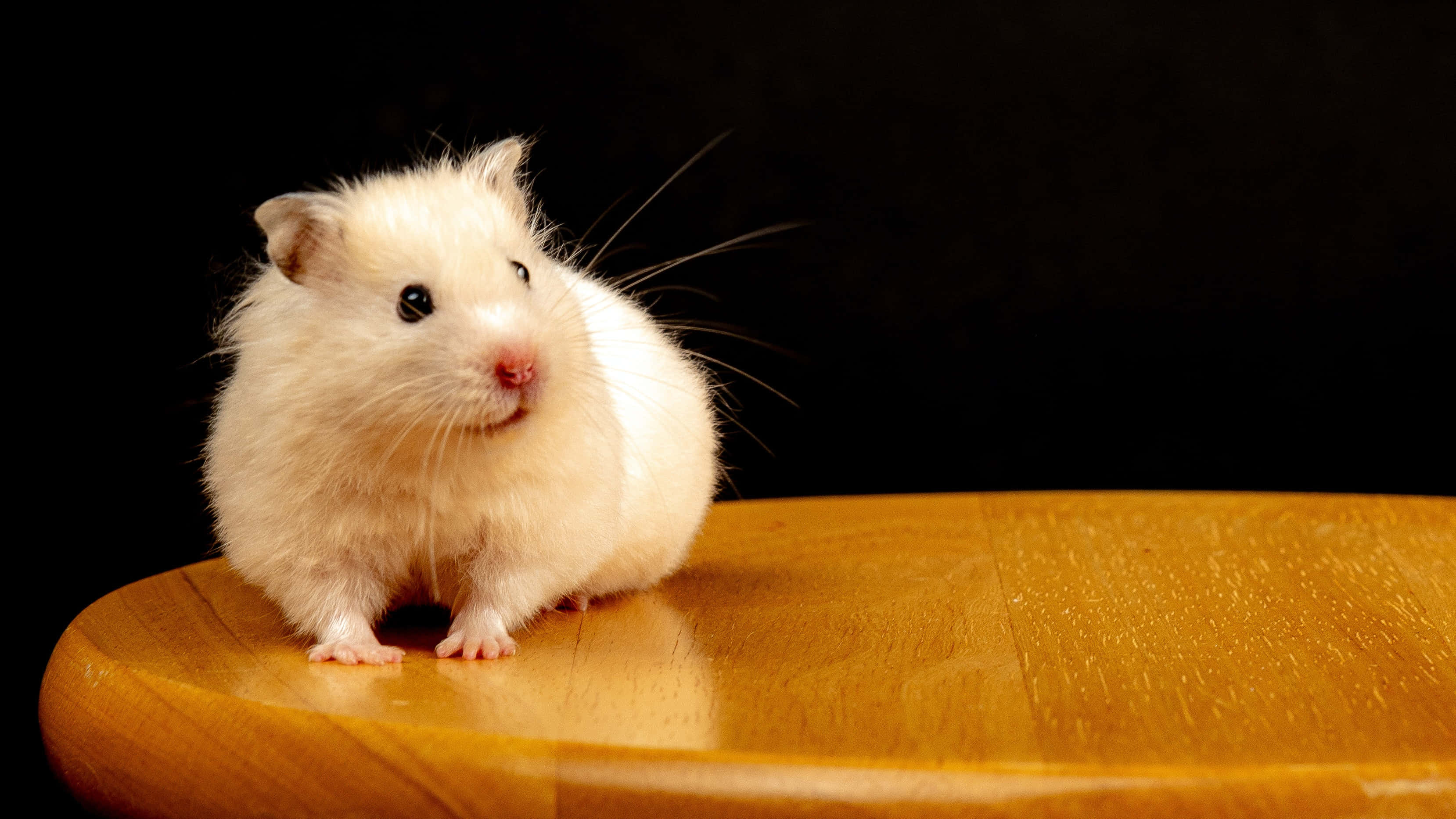 Beige Hamster, Wooden Chair, warm wooden surface, 2K Desktop Wallpaper