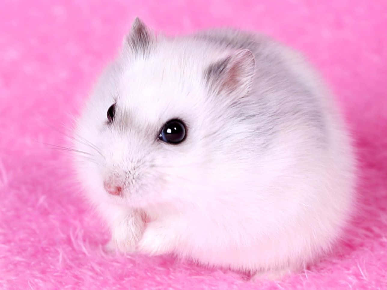 hamster, fluffy, white, HD Desktop Wallpaper
