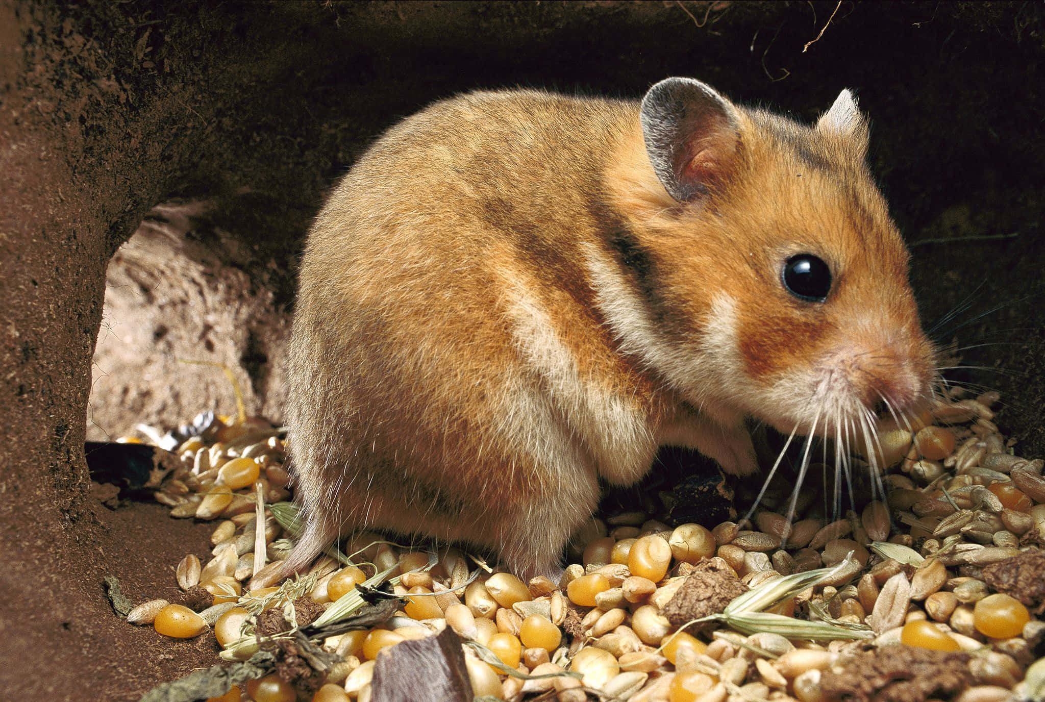 golden hamster, dark eyes, whiskers, Full HD Desktop Wallpaper