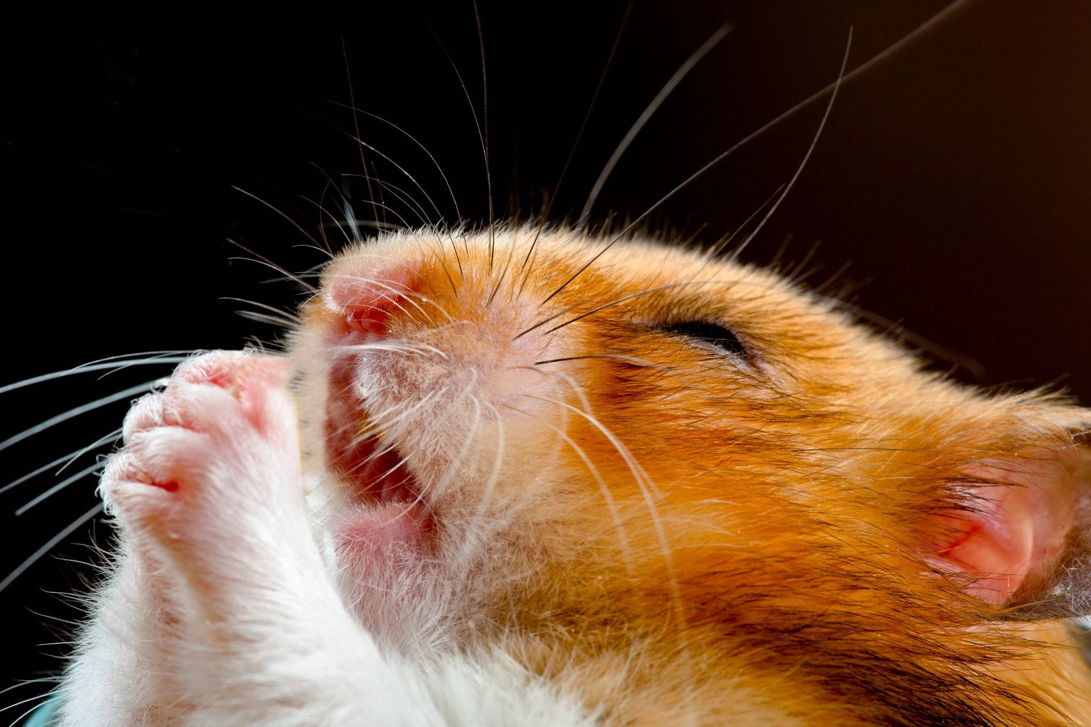 praying hamster meme, orange and white hamster, yawning, Full HD Desktop Wallpaper