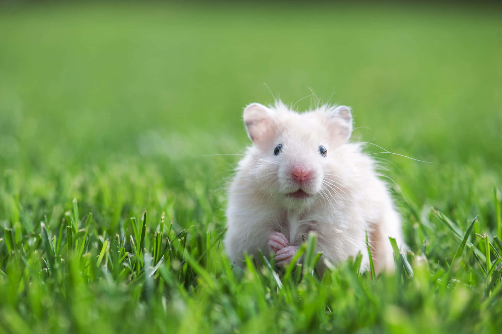 hamster, fluffy white hamster, vibrant green grass, Full HD Desktop Wallpaper