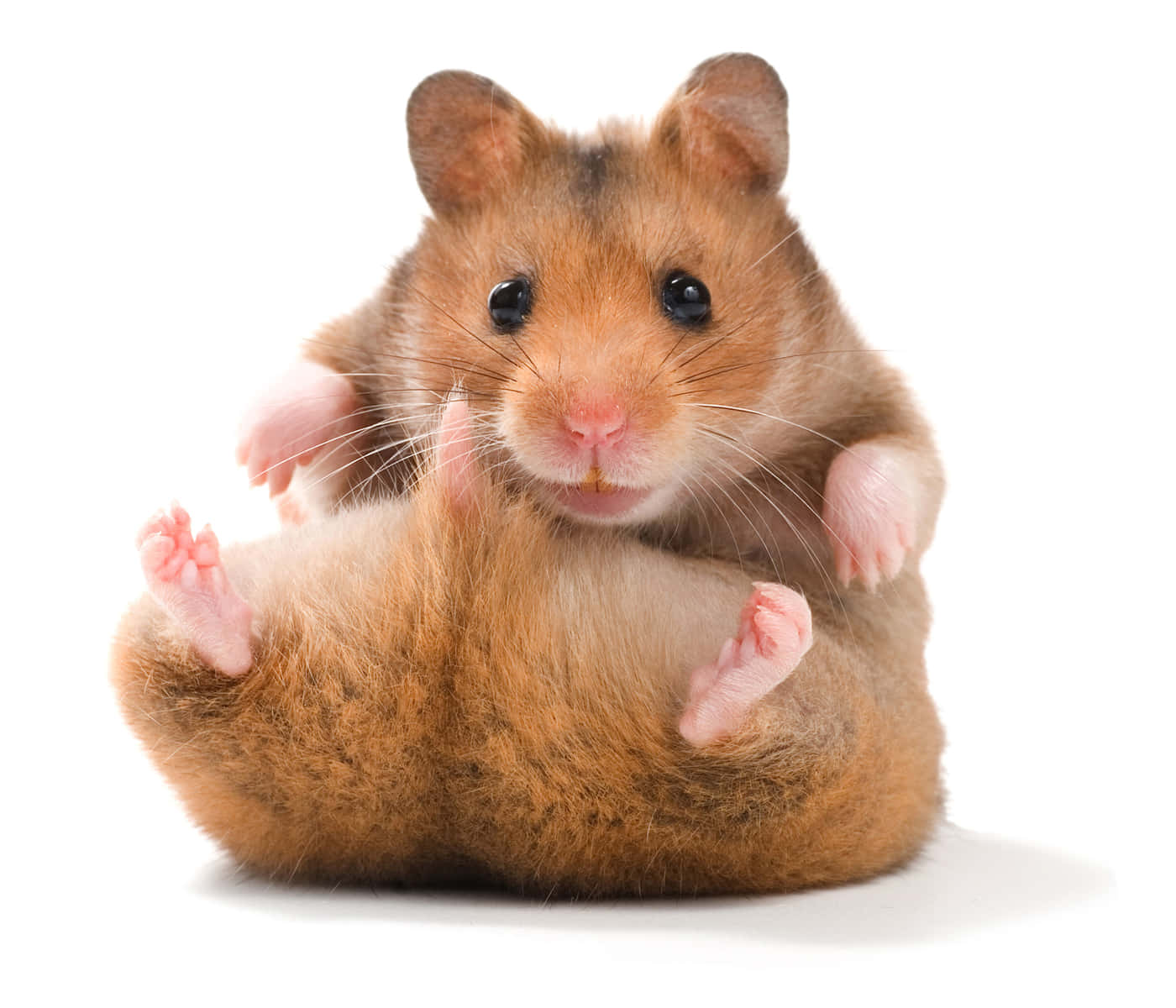 fluffy hamster, brown, pink paws, HD Desktop Wallpaper
