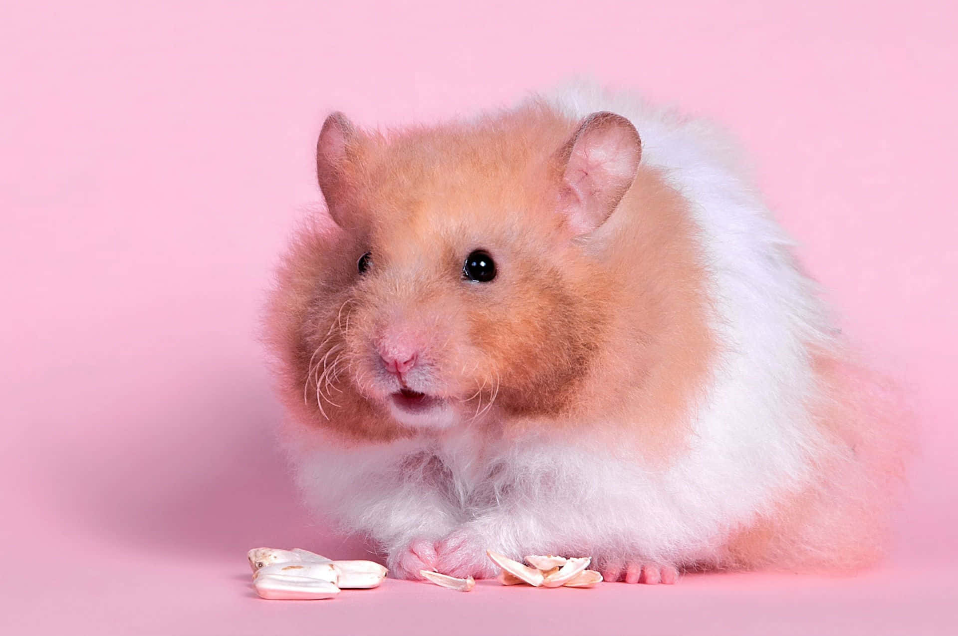 hamster, orange and white fur, pink background, Full HD Desktop Wallpaper
