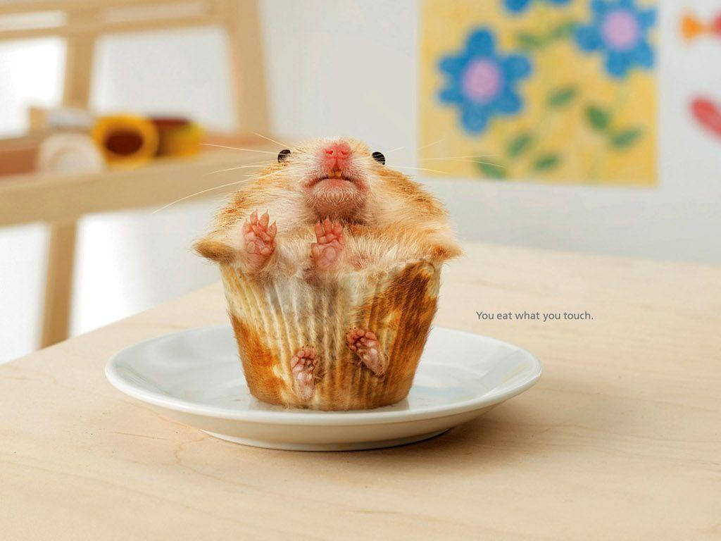 Foodie Hamster Meme, muffin cup, white plate, SD Desktop Wallpaper