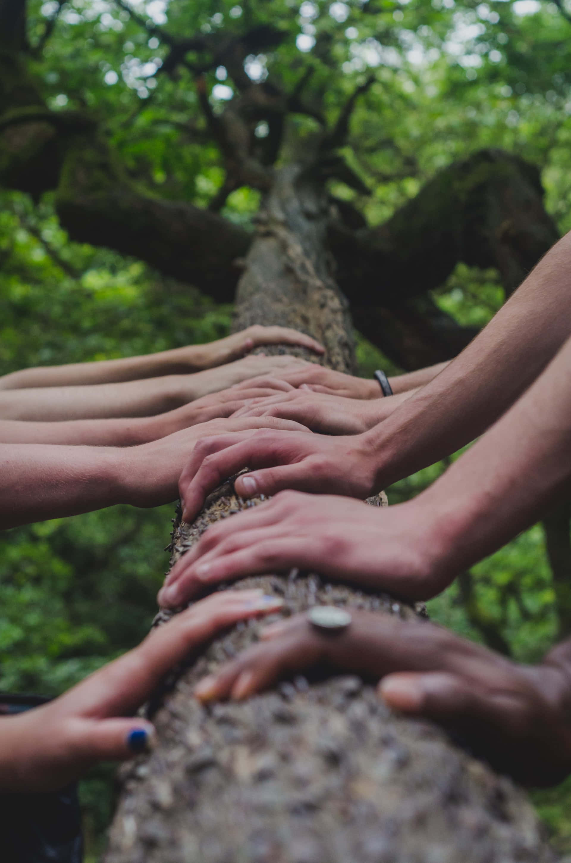 Consensual Team Effort, mossy tree trunk, lush green forest, 2K Phone Wallpaper