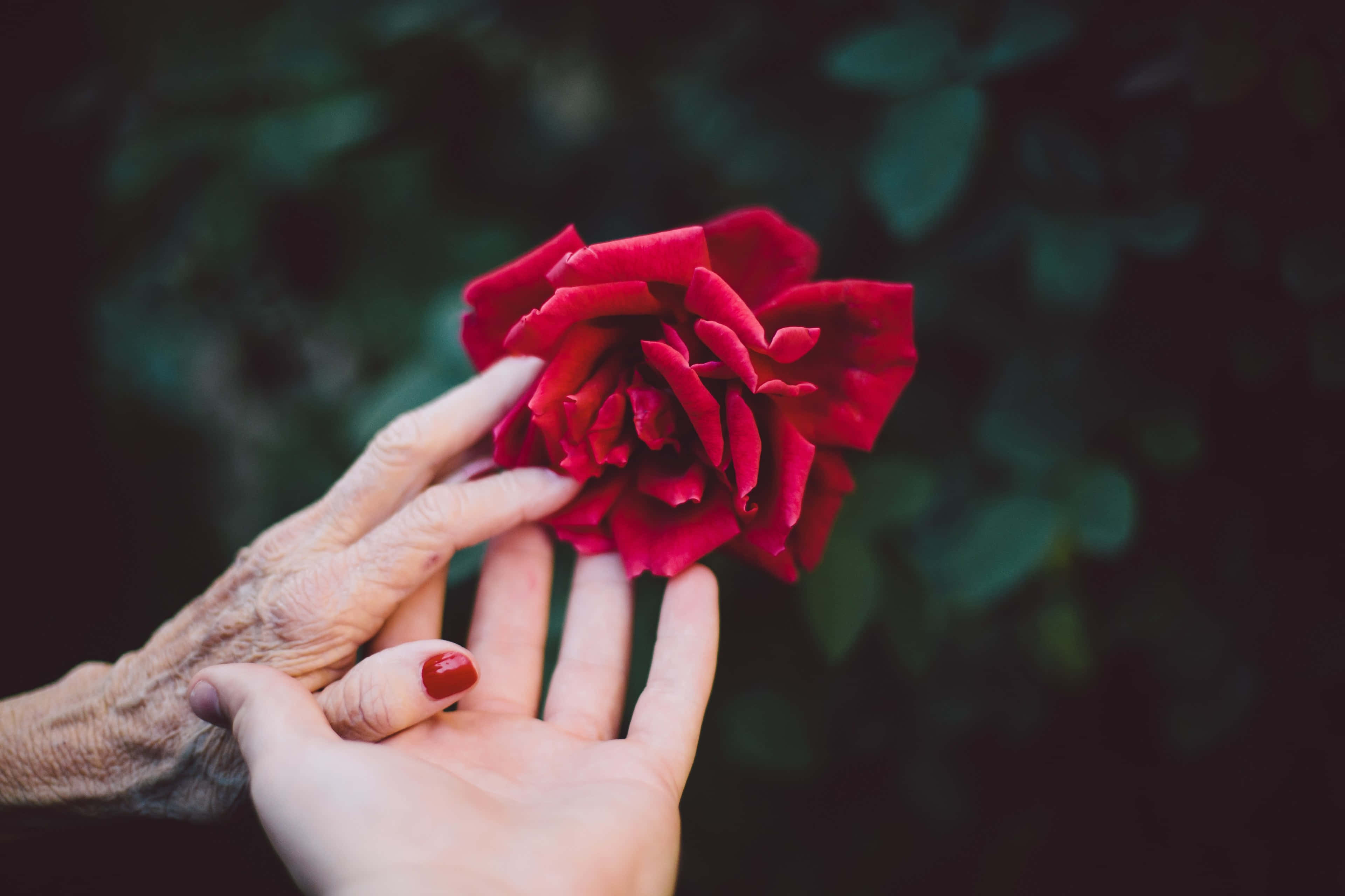 old young holding hand, young one, aged, 4K Desktop Wallpaper