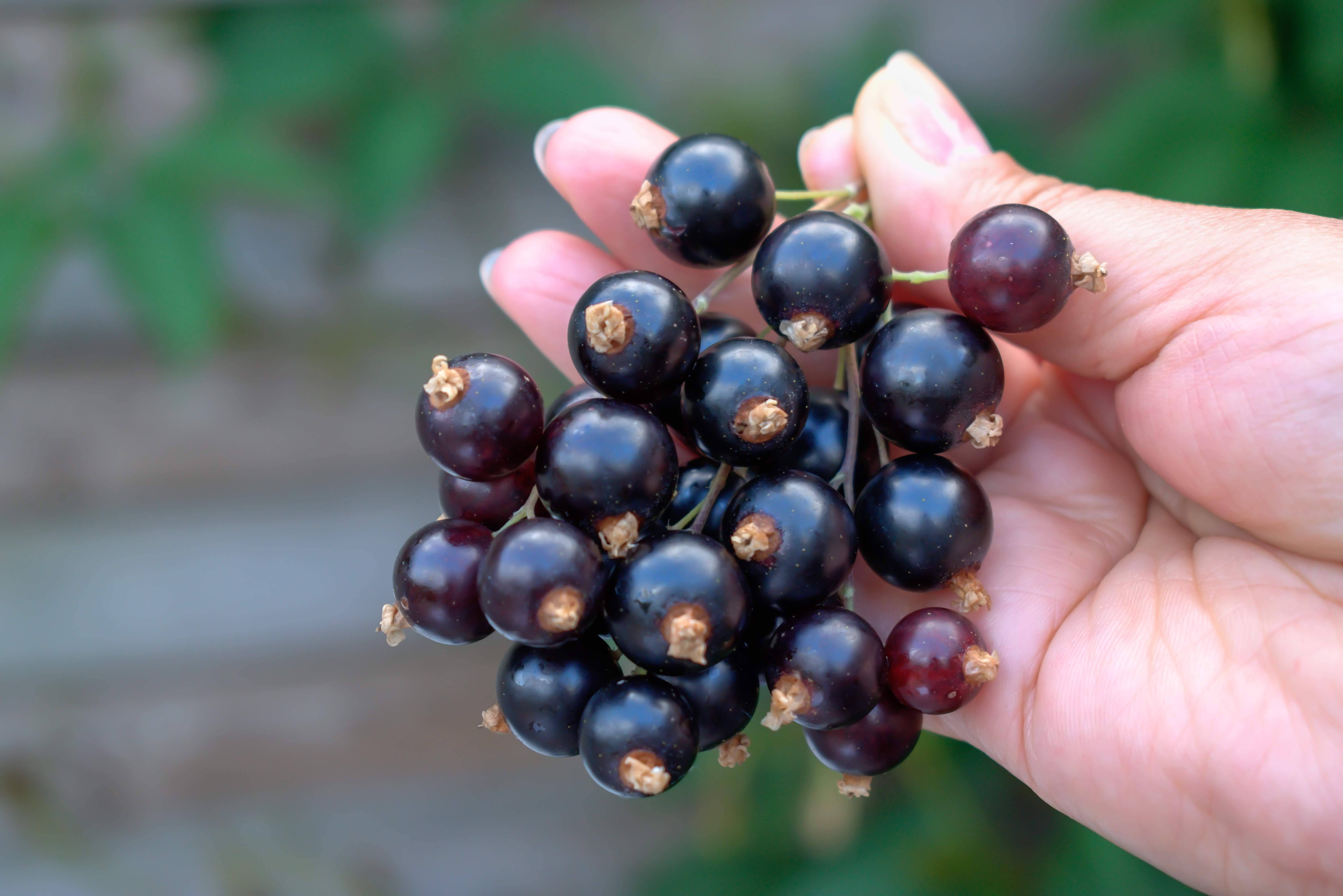 blackcurrant, glossy, hand, 5K Desktop Wallpaper