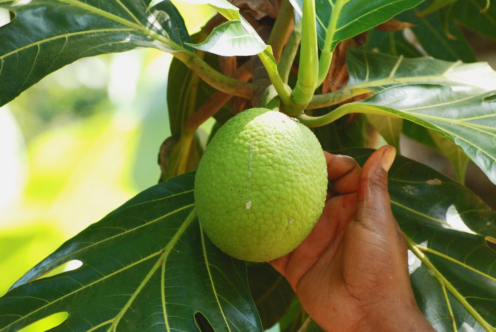 hand, breadfruit, tree, Full HD Desktop Wallpaper