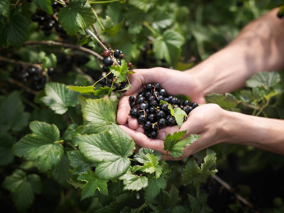 blackcurrant, cupped hands, lush green leaves, SD Desktop Wallpaper