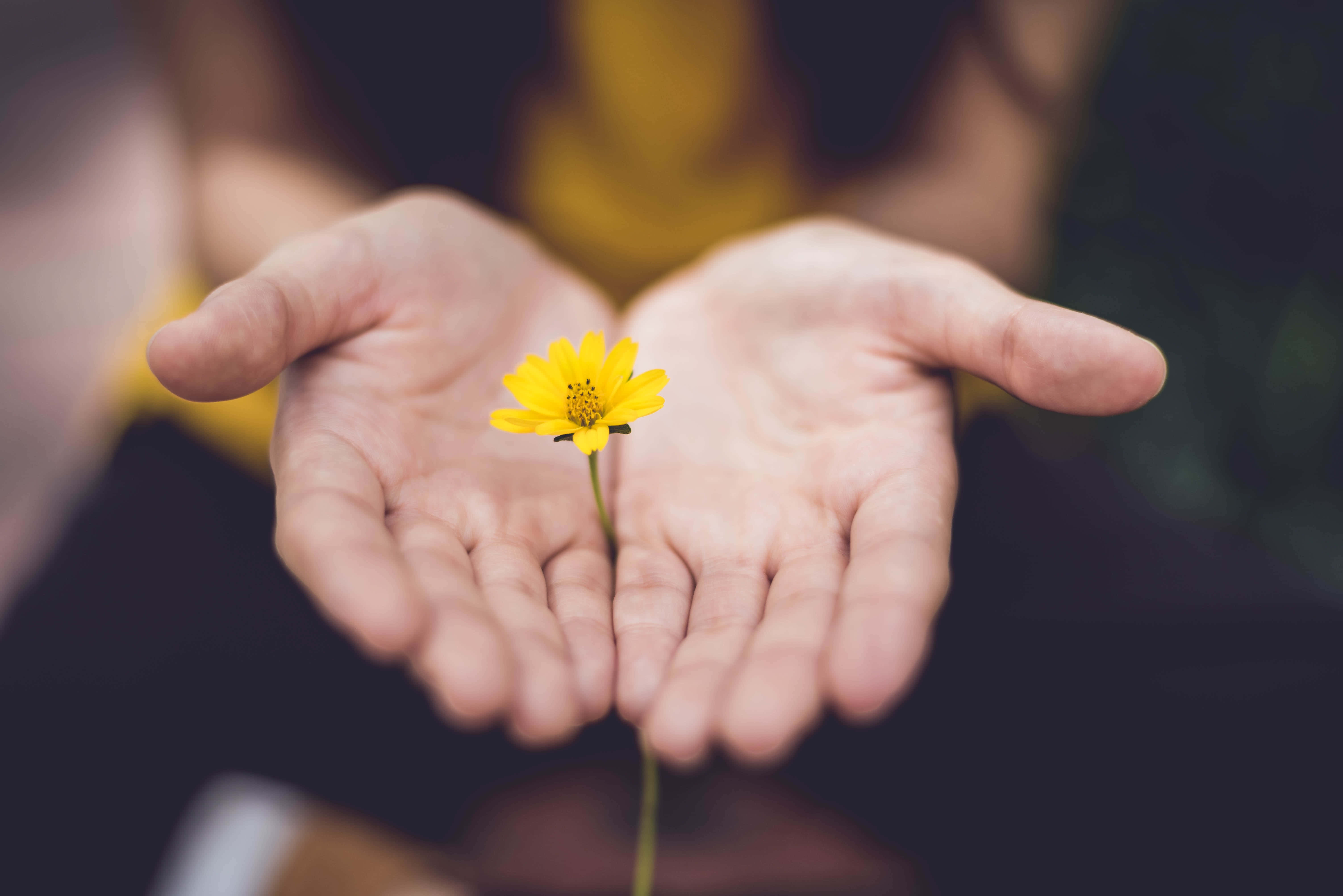 gentle hands, bright yellow daisy, softly blurred background, 5K Desktop Wallpaper