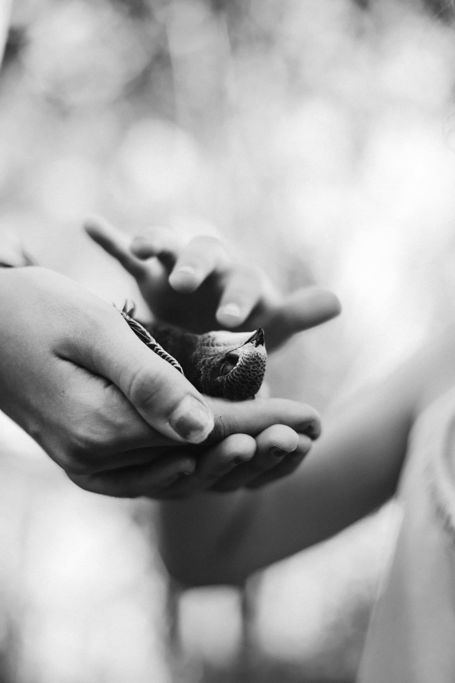 gentle hands, small bird, soft feathers, 2K Phone Wallpaper