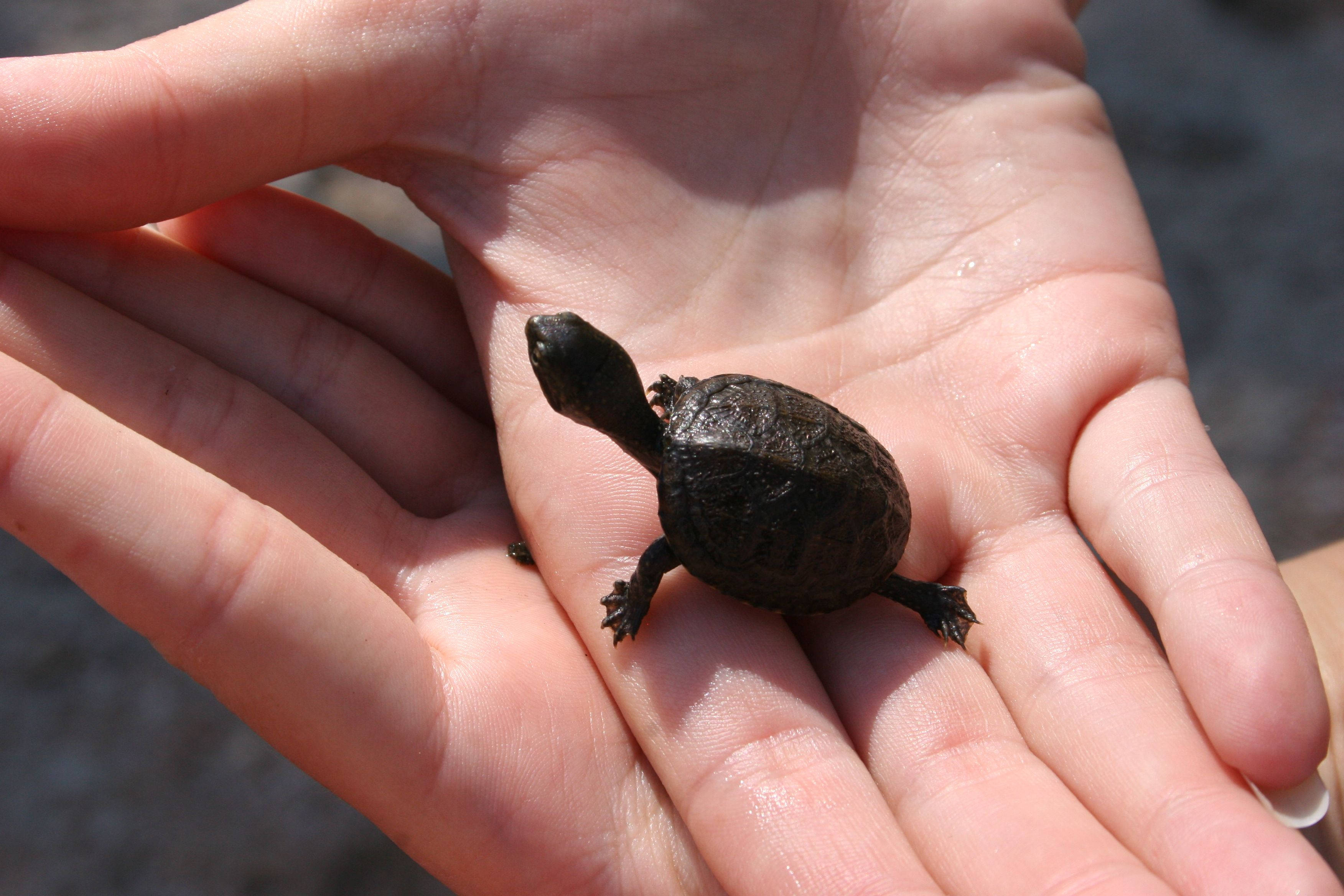 mud turtle, open palm, person's hand, 2K Desktop Wallpaper