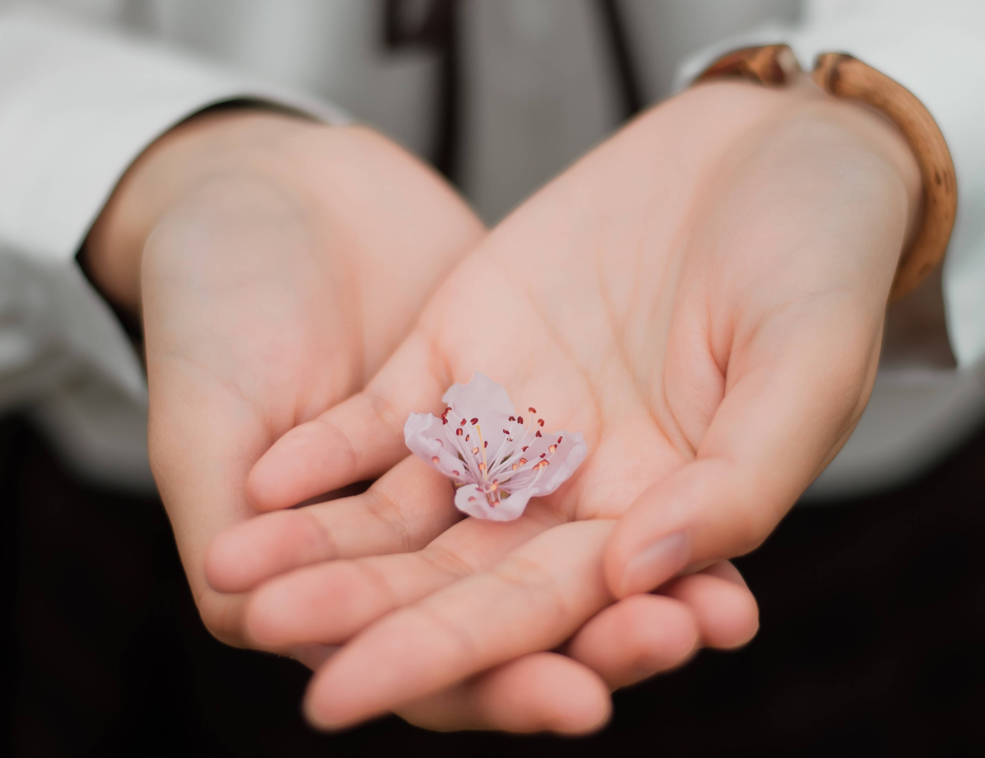 hands, pink cherry blossom, red stamens, 2K Desktop Wallpaper