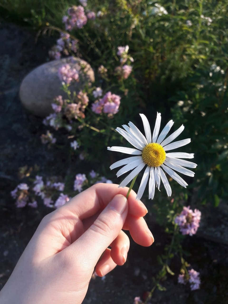 aesthetic daisy, white daisy, yellow center, HD Phone Wallpaper