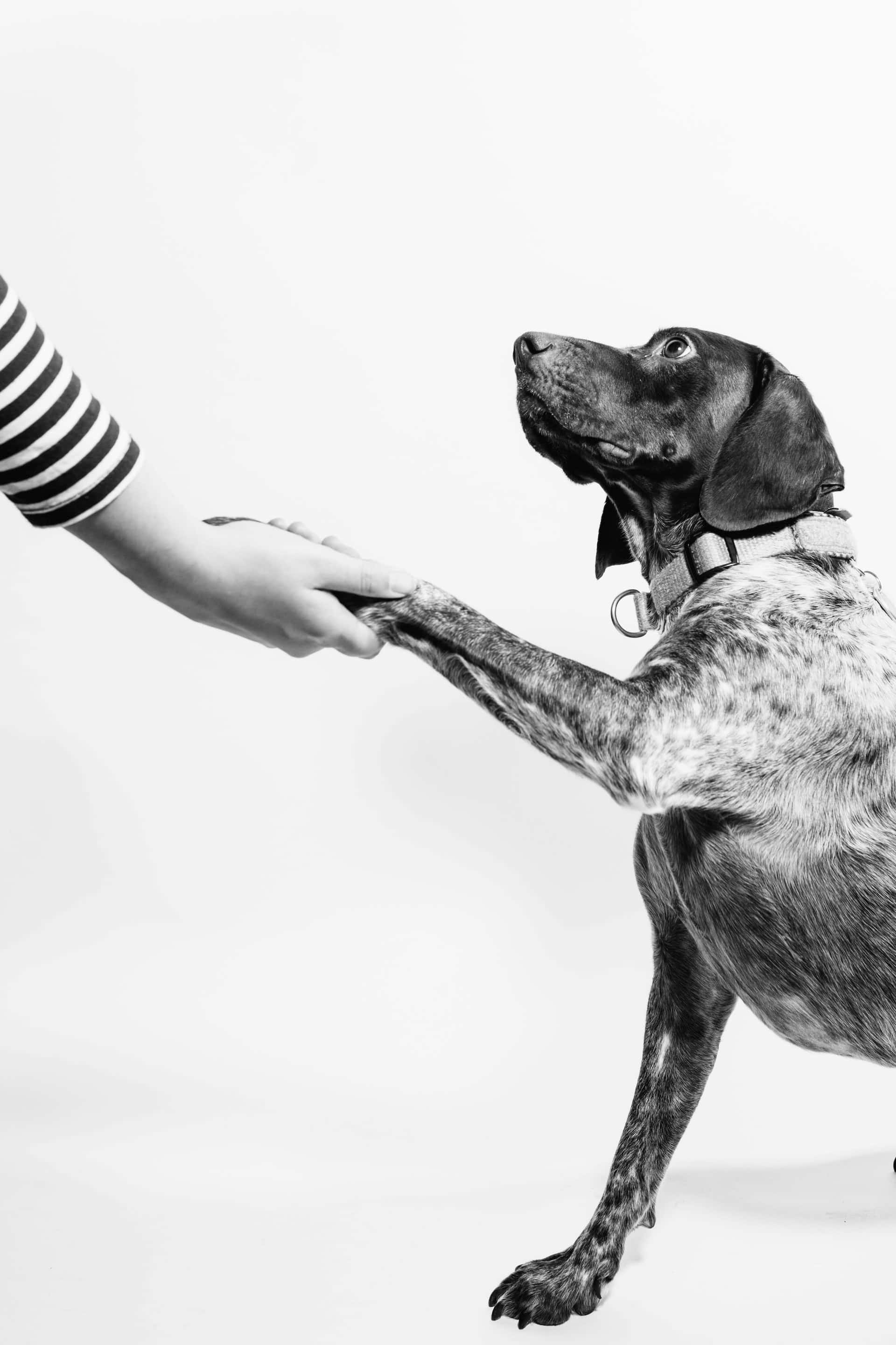 Consensual Dog Handshake, black and white photo, spotted dog, 2K Phone Wallpaper