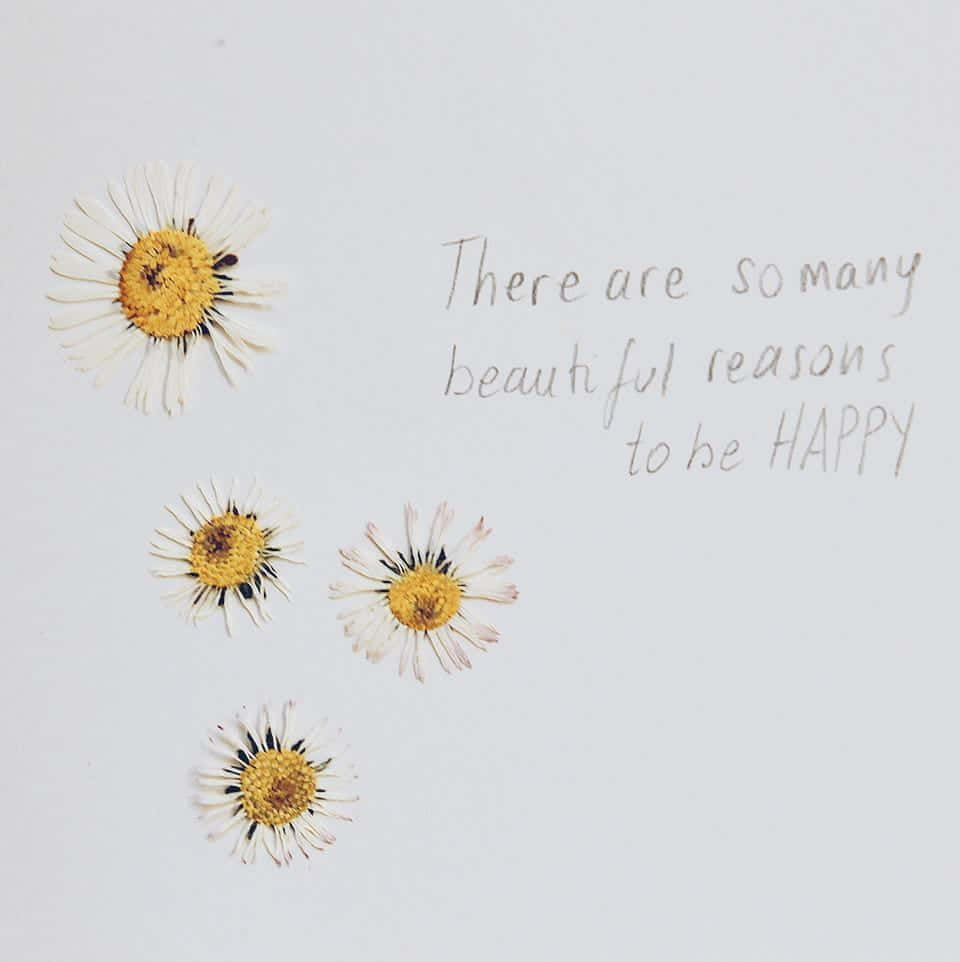 daisies, yellow centers, white petals, SD Phone Wallpaper