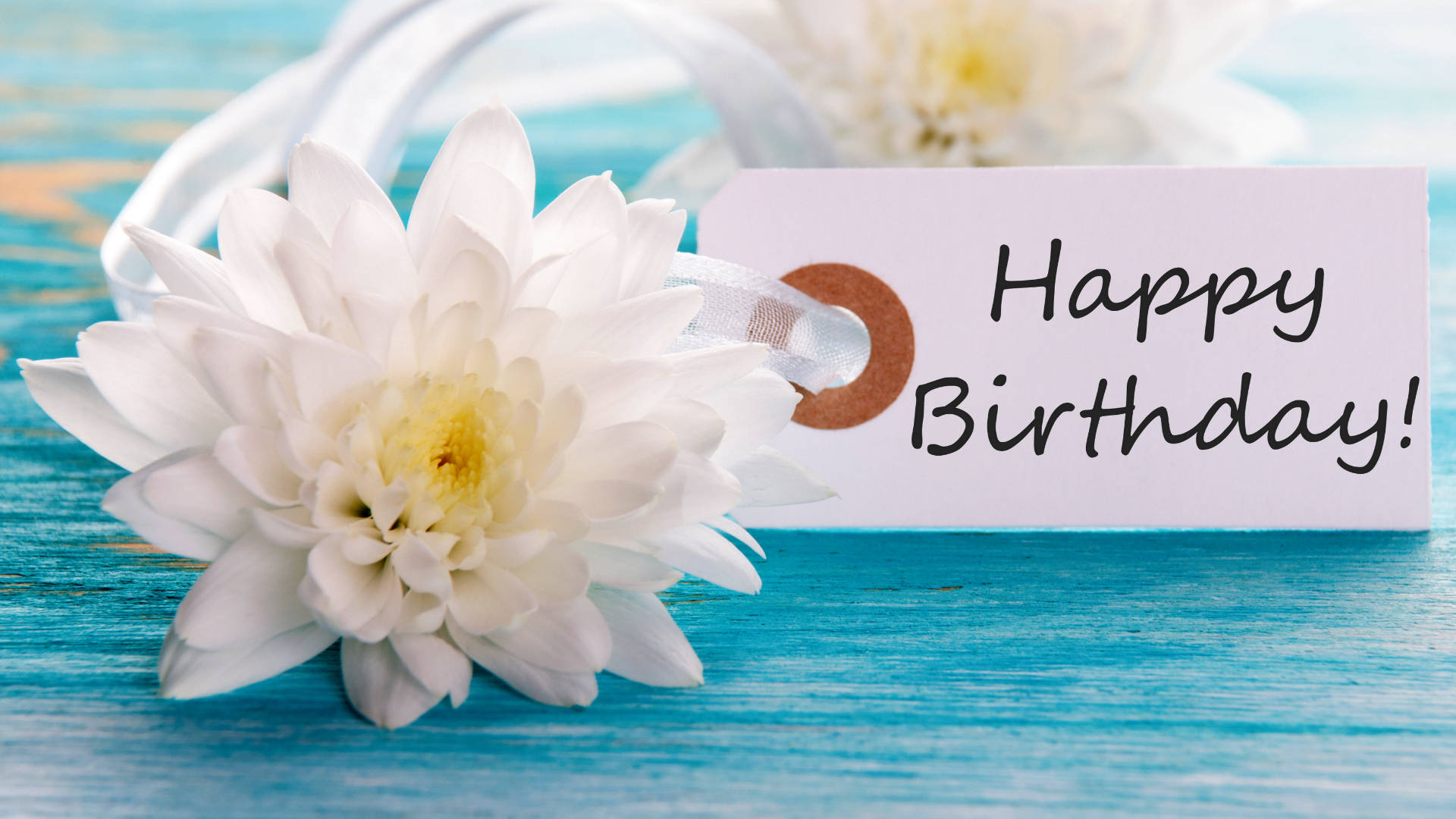 white dahlia flower, birthday card, ribbon, Full HD Desktop Wallpaper