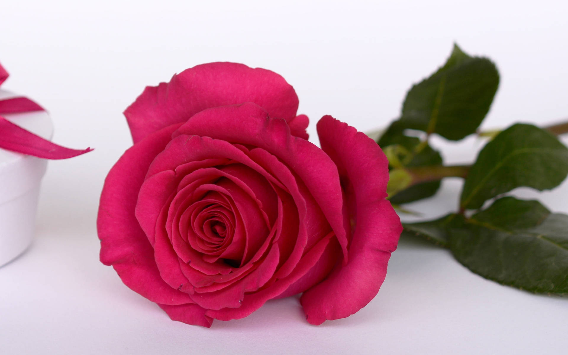 pink rose, fuchsia rose, white gift box, Full HD Desktop Wallpaper