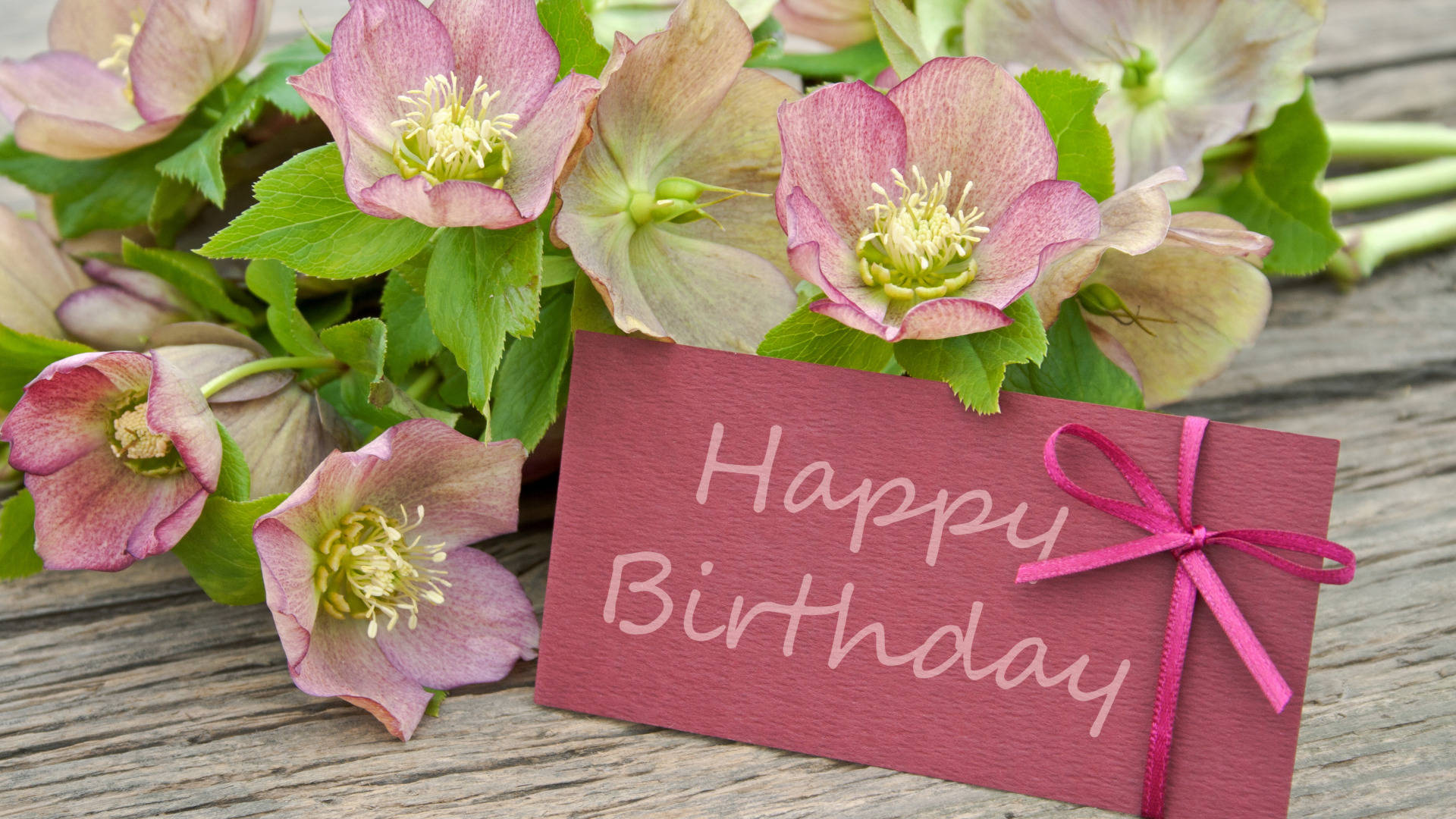 pink hellebore flowers, maroon birthday card, pink ribbon, Full HD Desktop Wallpaper