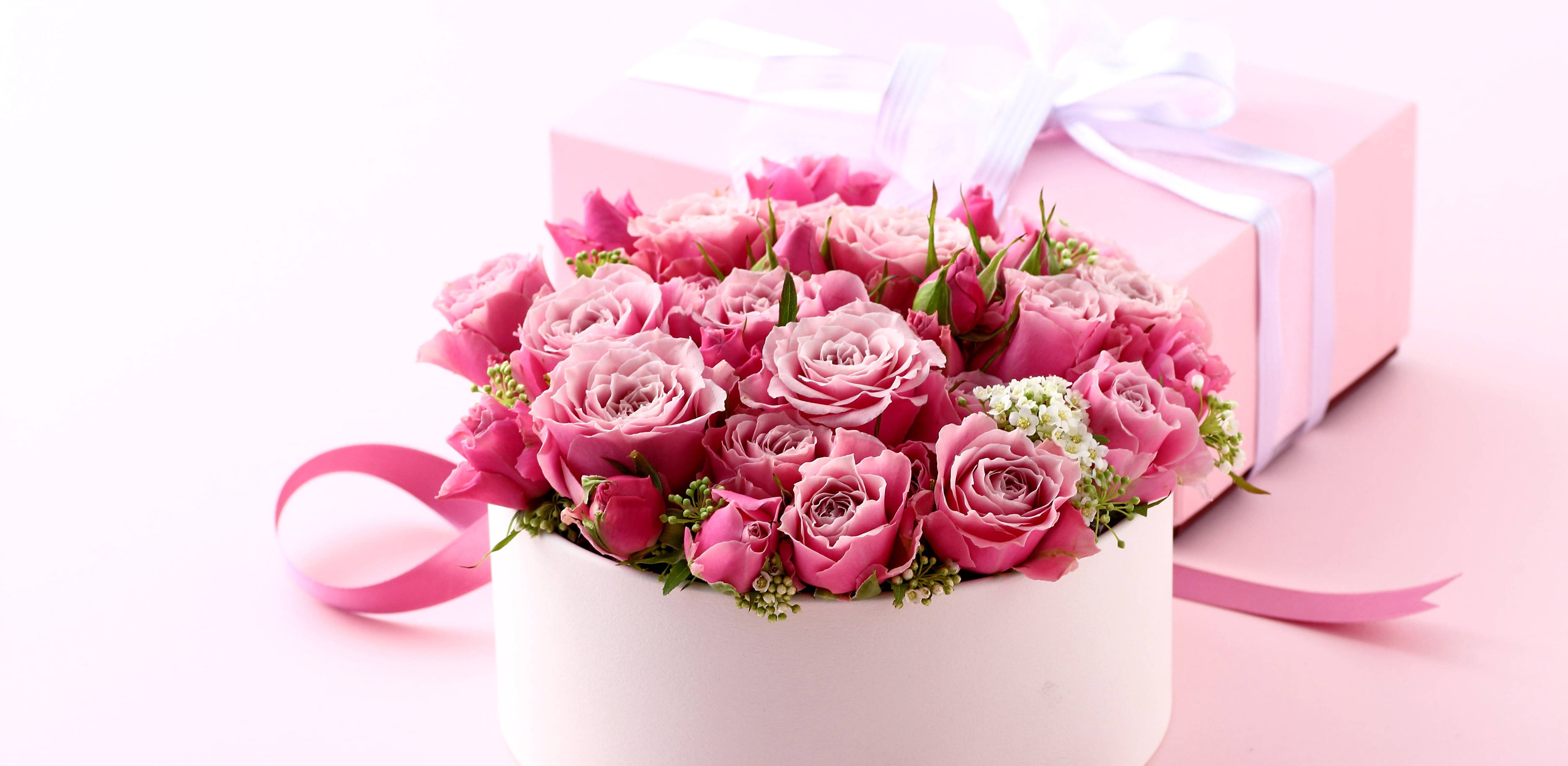 pink roses, white box, pink gift box, 2K Desktop Wallpaper