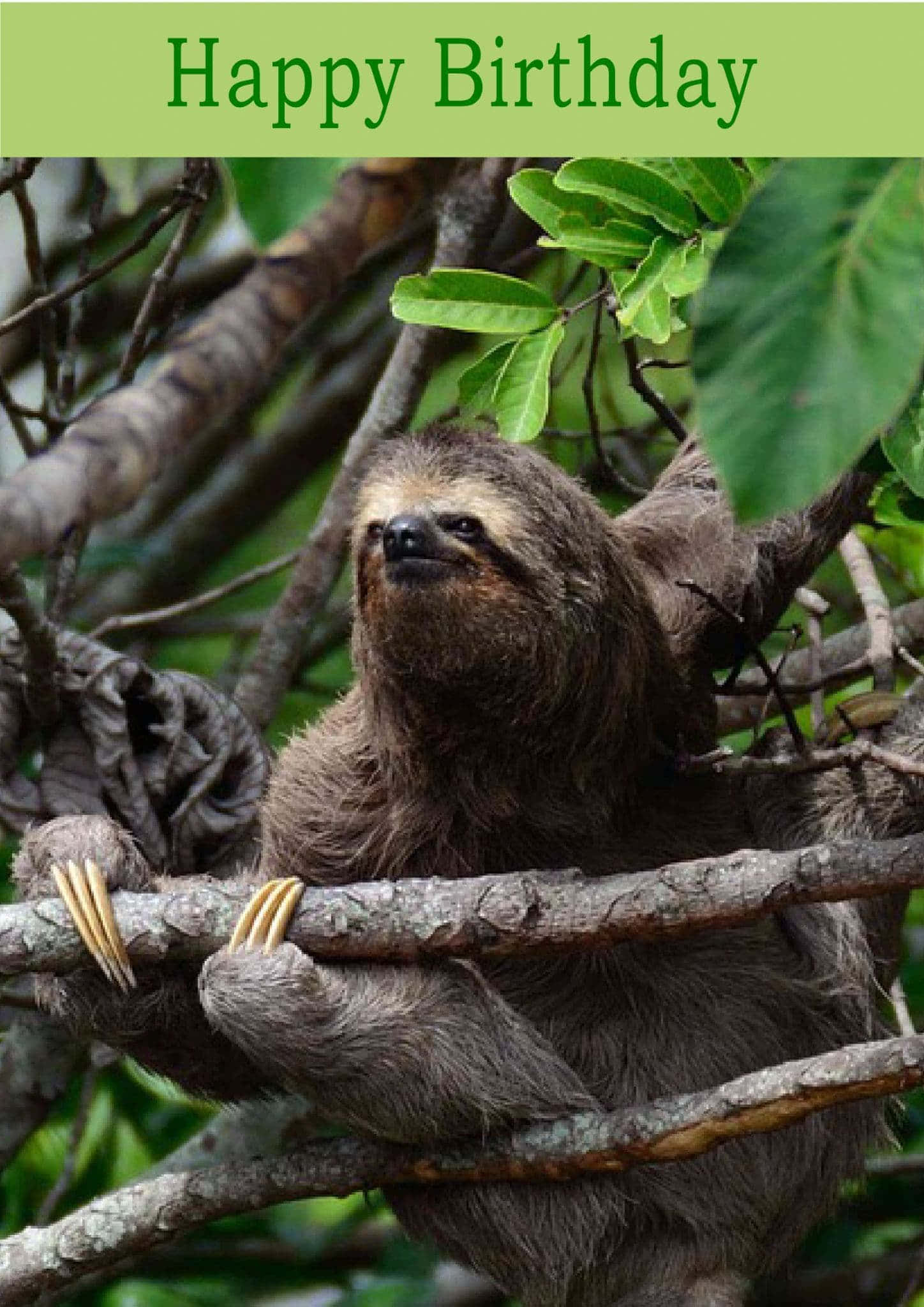 sloth, brown, long claws, Full HD Phone Wallpaper