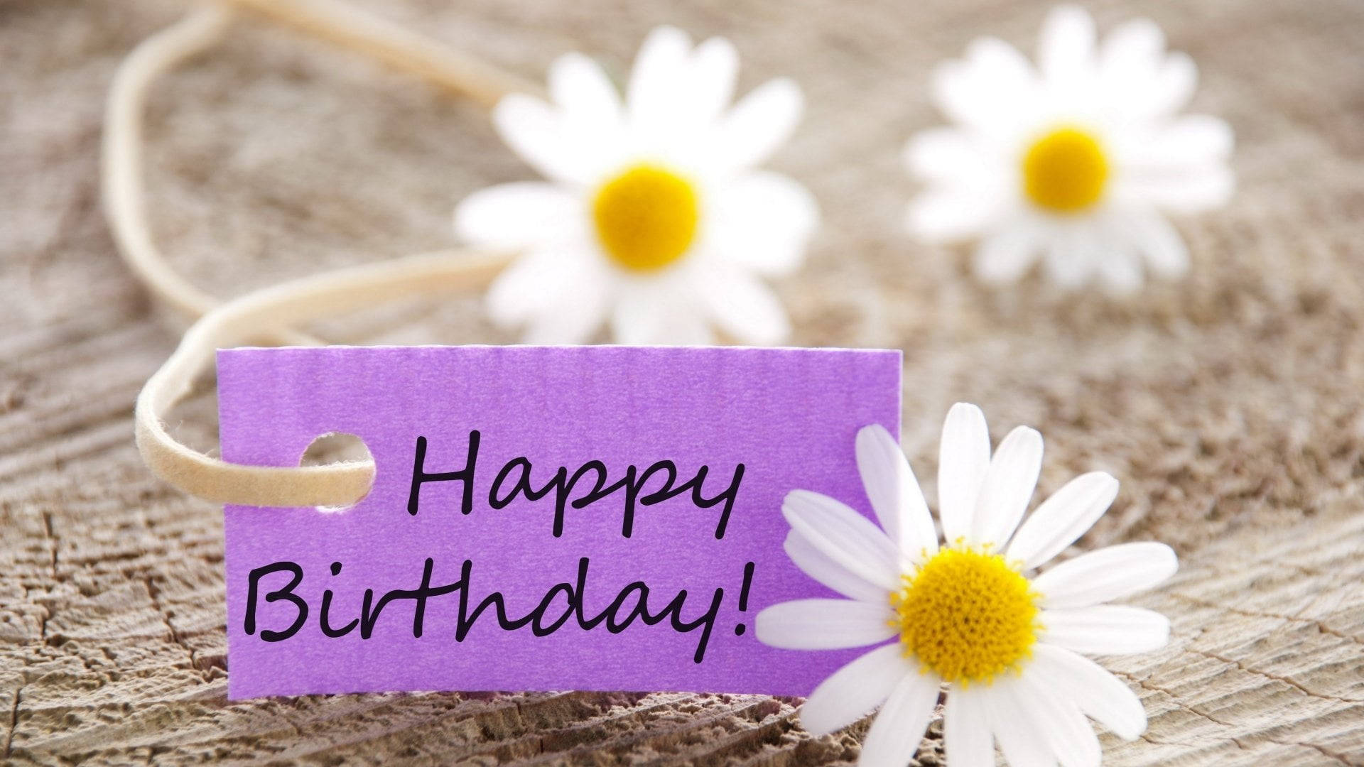Happy Birthday Flowers, white daisies, purple birthday tag, Full HD Desktop Wallpaper
