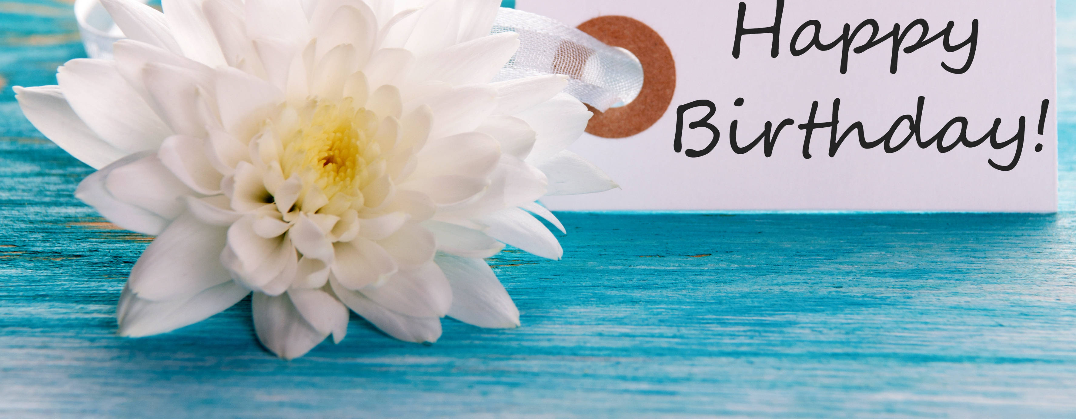 white chrysanthemum, birthday card, textured blue wooden surface, 2K Desktop Wallpaper