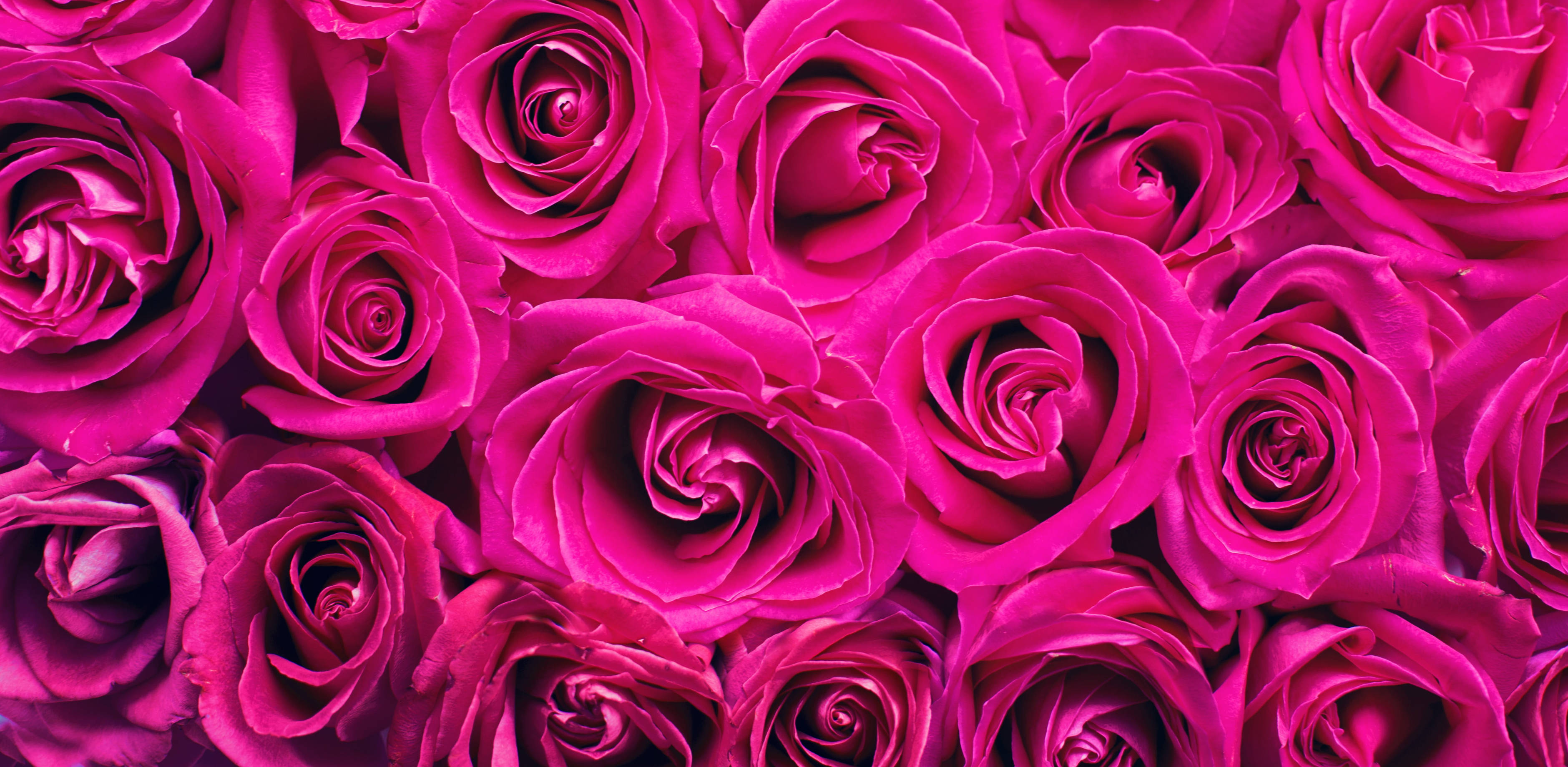 fuchsia roses, lush dense floral pattern, soft shadows, 2K Desktop Wallpaper