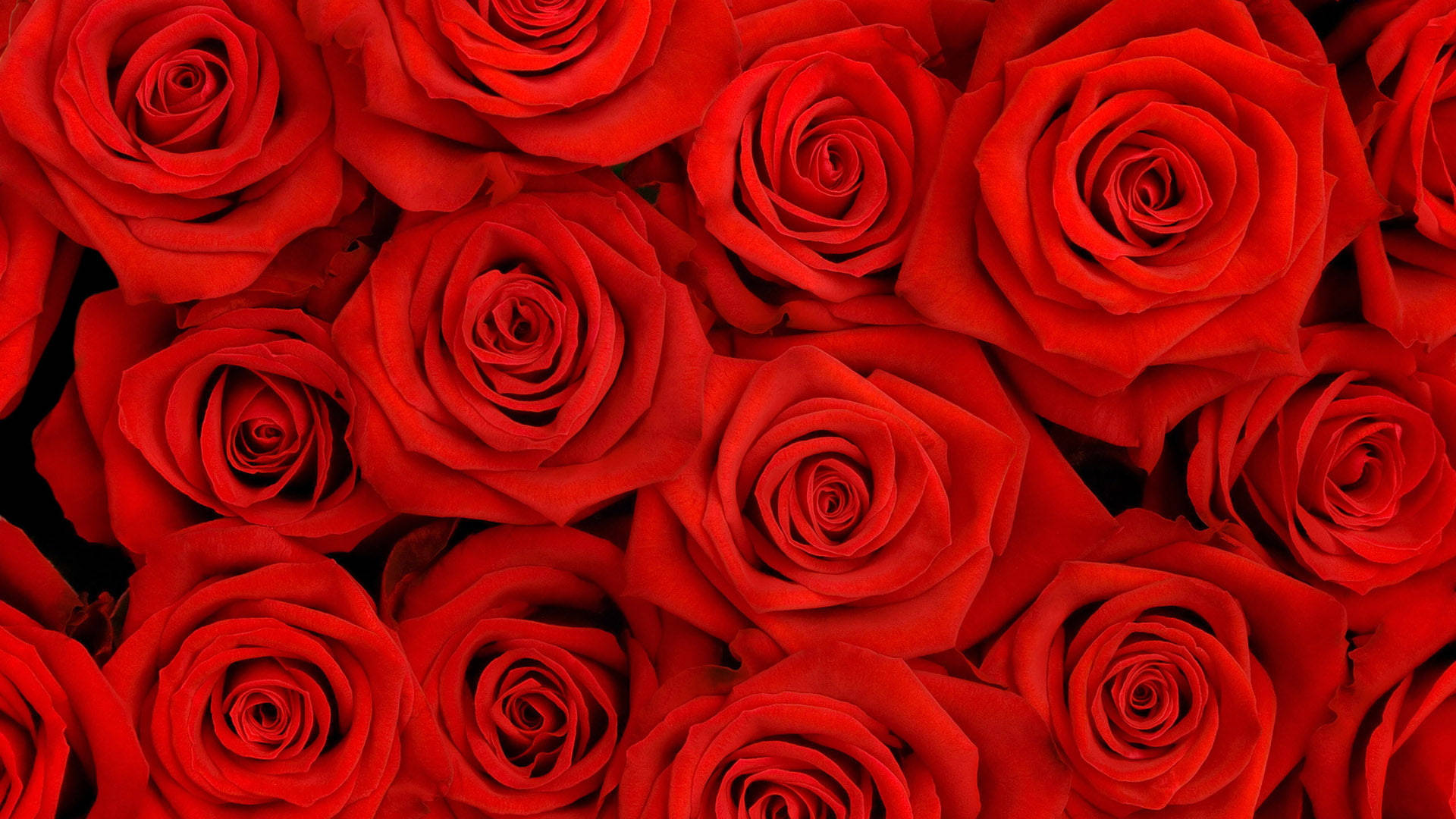 Happy Birthday Red Rose Flowers, red roses, dense lush floral arrangement, Full HD Desktop Wallpaper