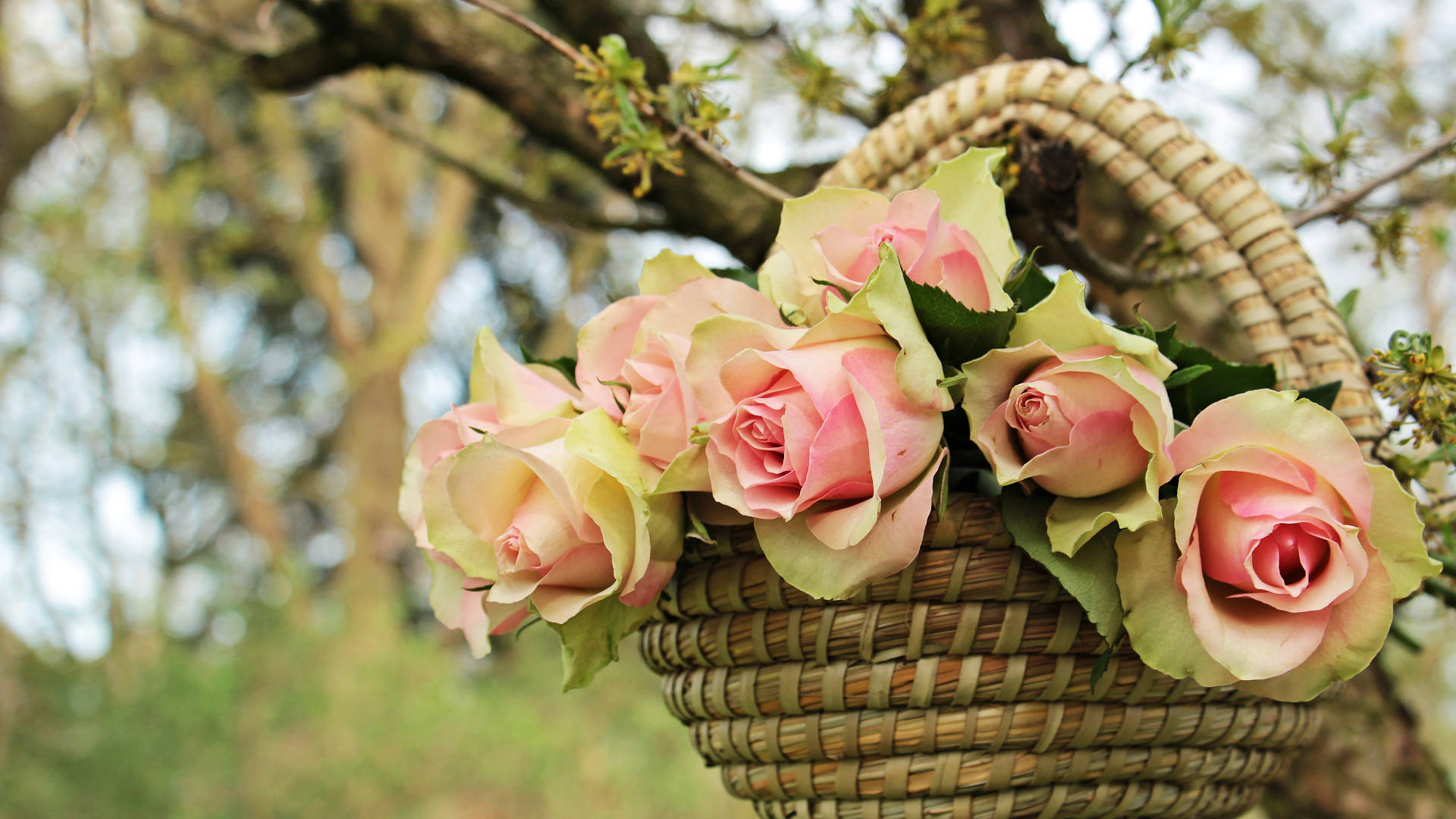 happy birthday flowers, tree, woven basket, Full HD Desktop Wallpaper