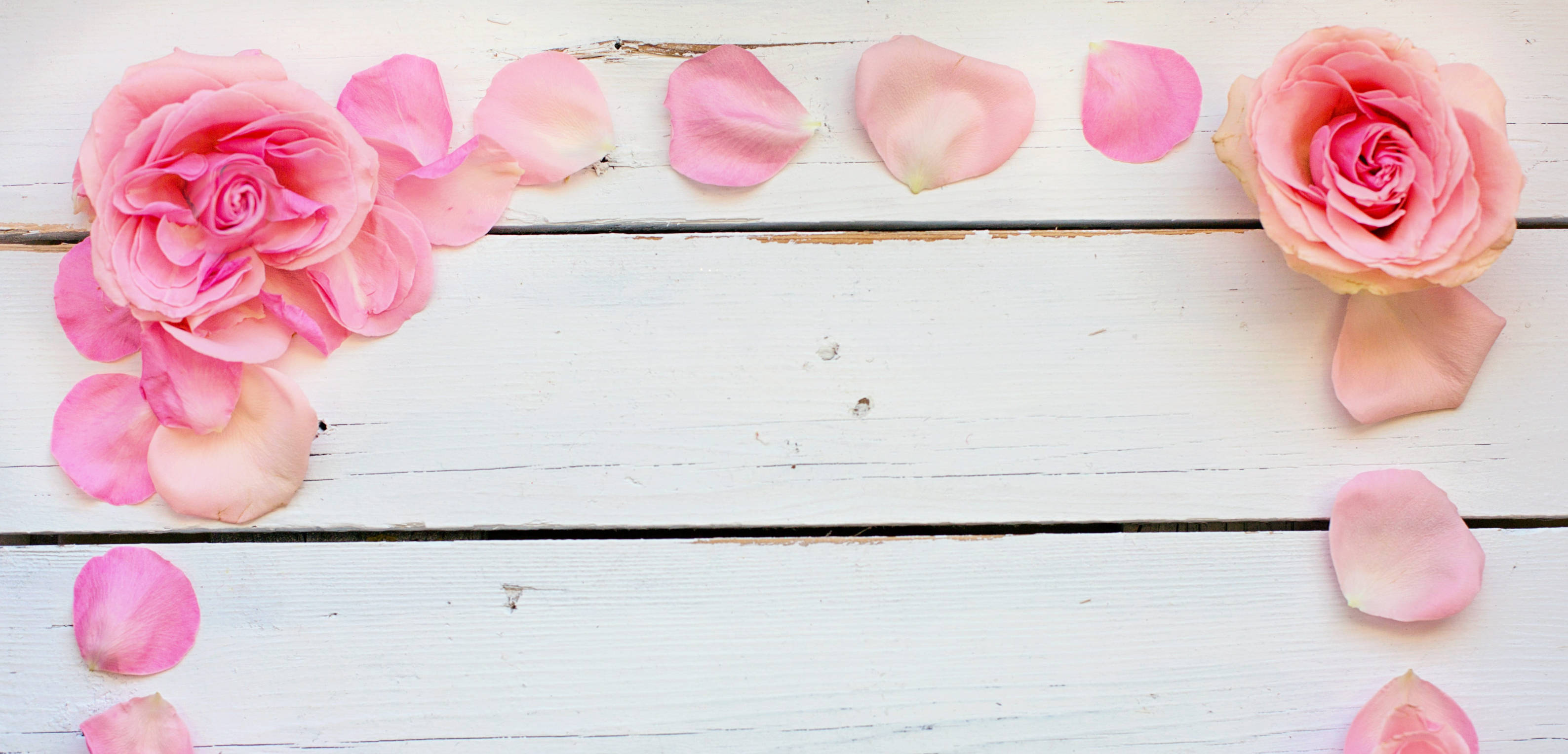 pink roses, scattered petals, white wooden surface, 2K Desktop Wallpaper