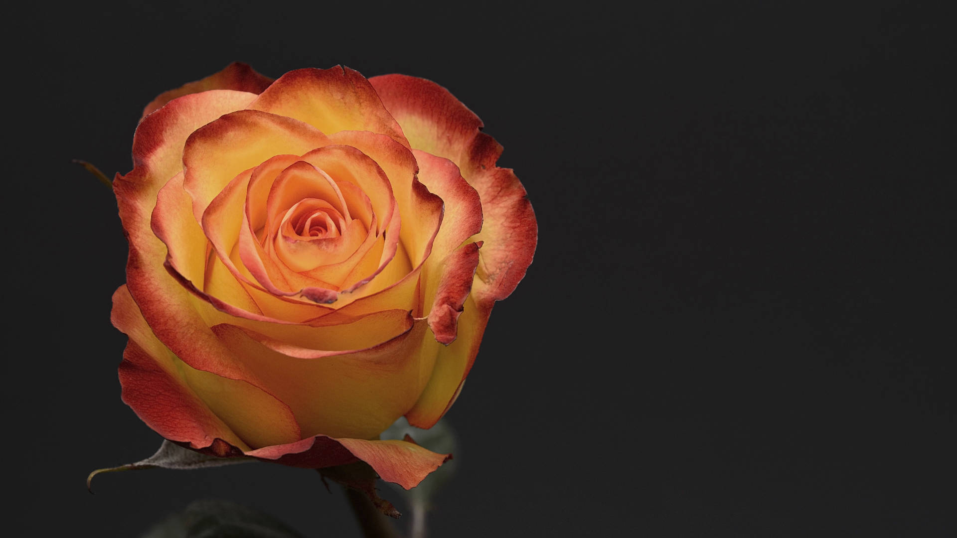 Happy Birthday Flower, yellow rose, orange and red rose, Full HD Desktop Wallpaper