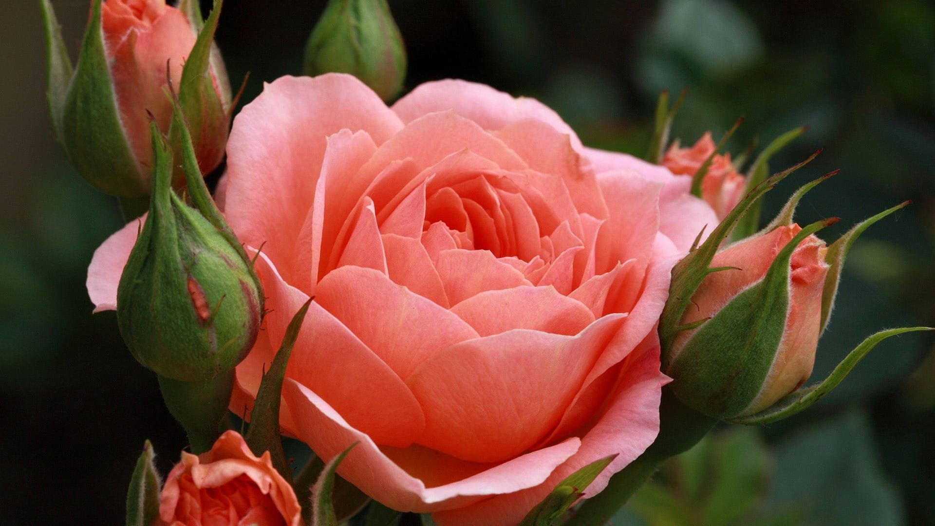 Happy Birthday Flowers, soft peach rose, full bloom, Full HD Desktop Wallpaper
