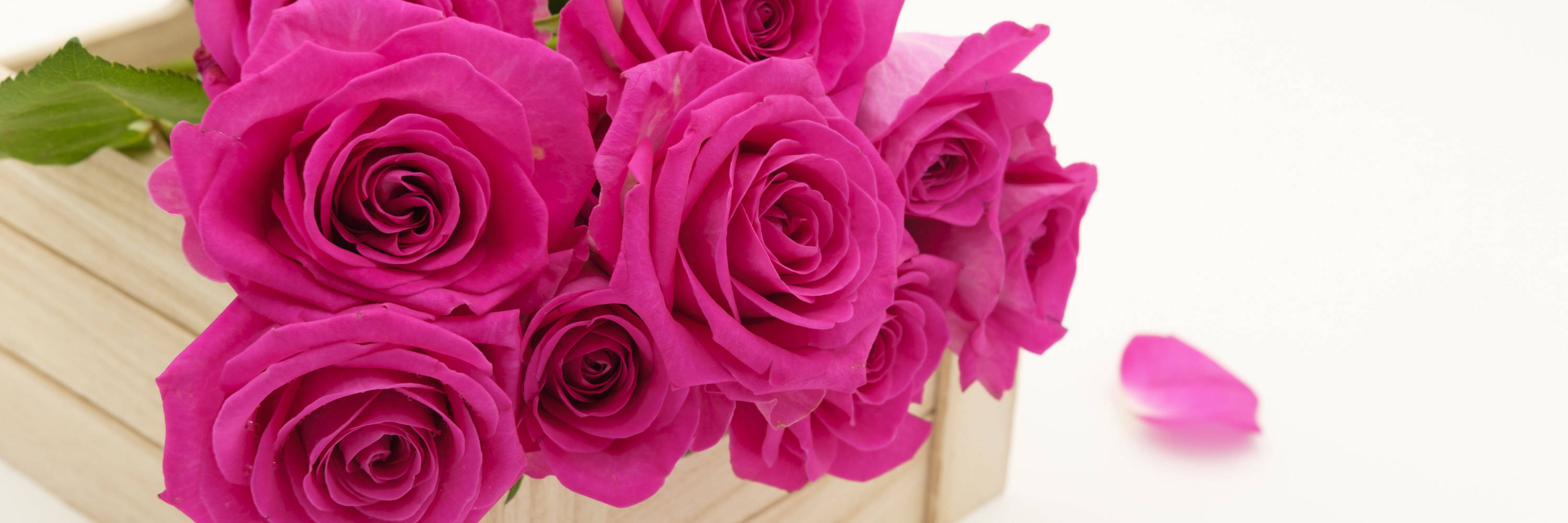 magenta roses, wooden box, white background, 2K Desktop Wallpaper