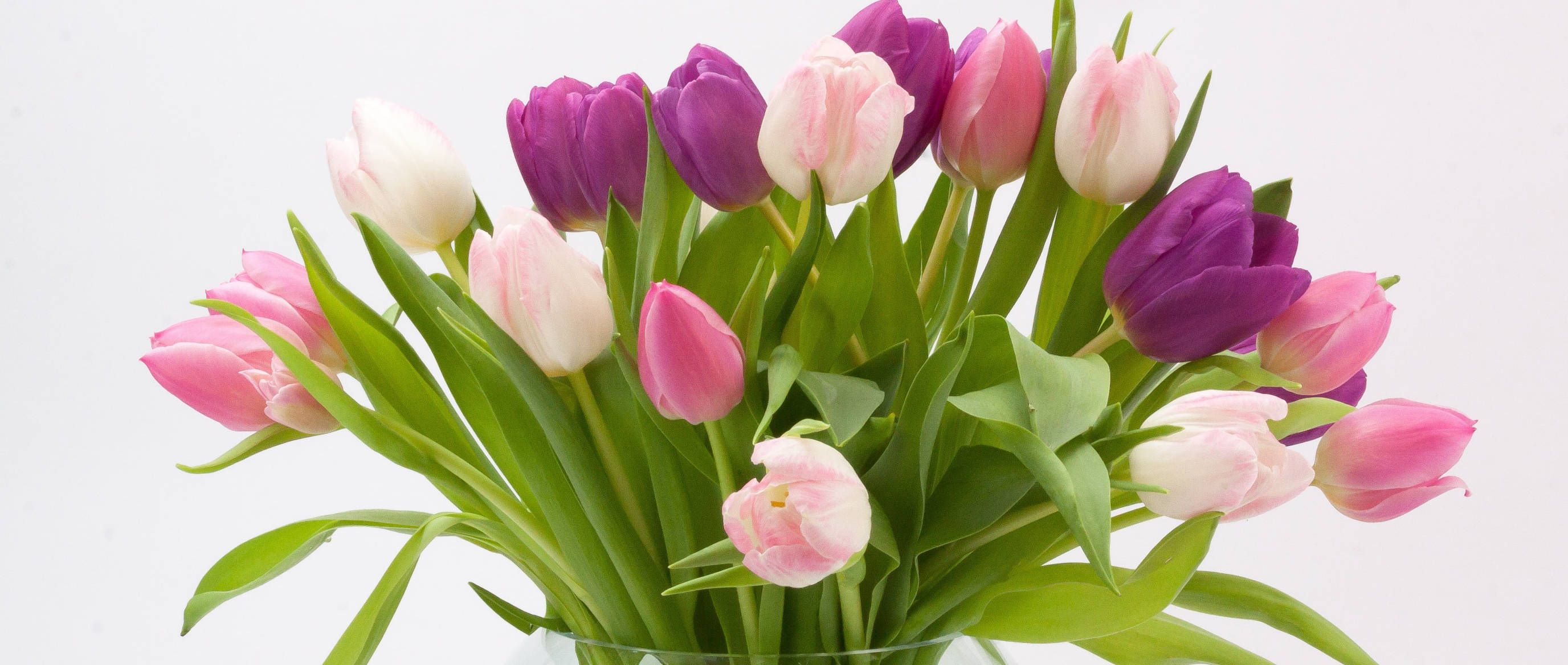 Happy Birthday Flowers, tulips, pink, 2K Desktop Wallpaper