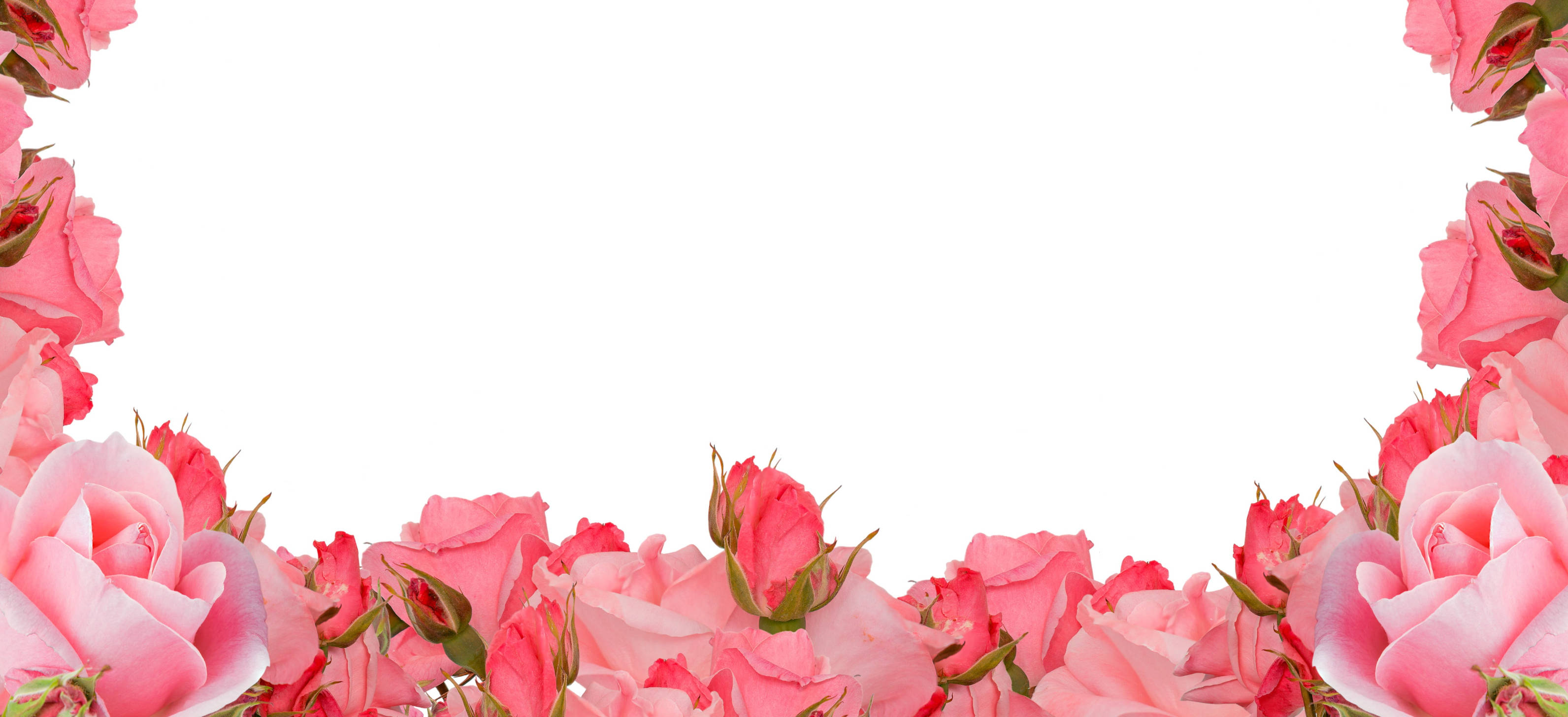 pink roses, delicate border, blank white center, 2K Desktop Wallpaper