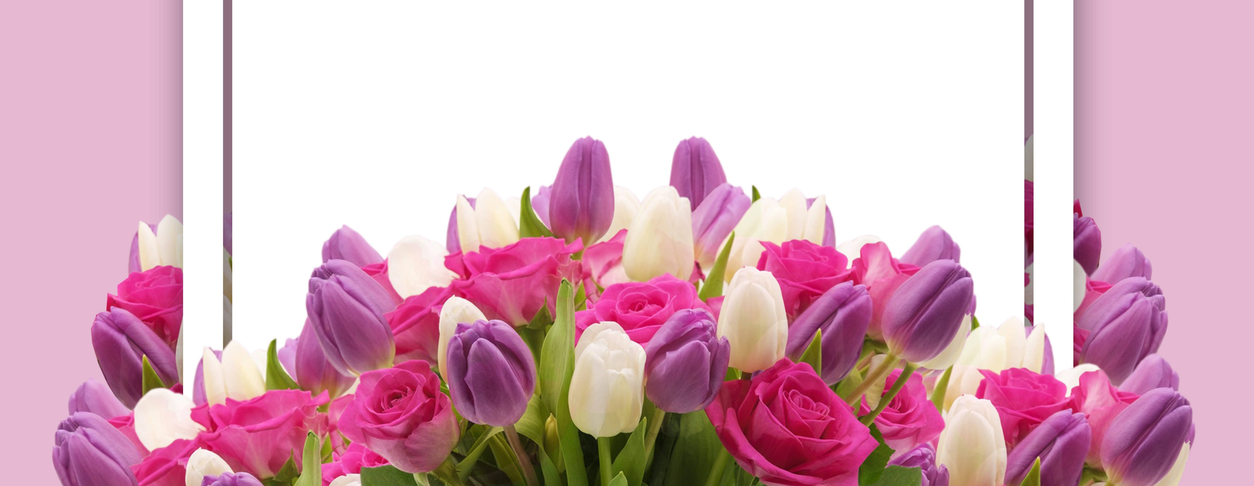 pink, purple, white tulips, 5K Desktop Wallpaper