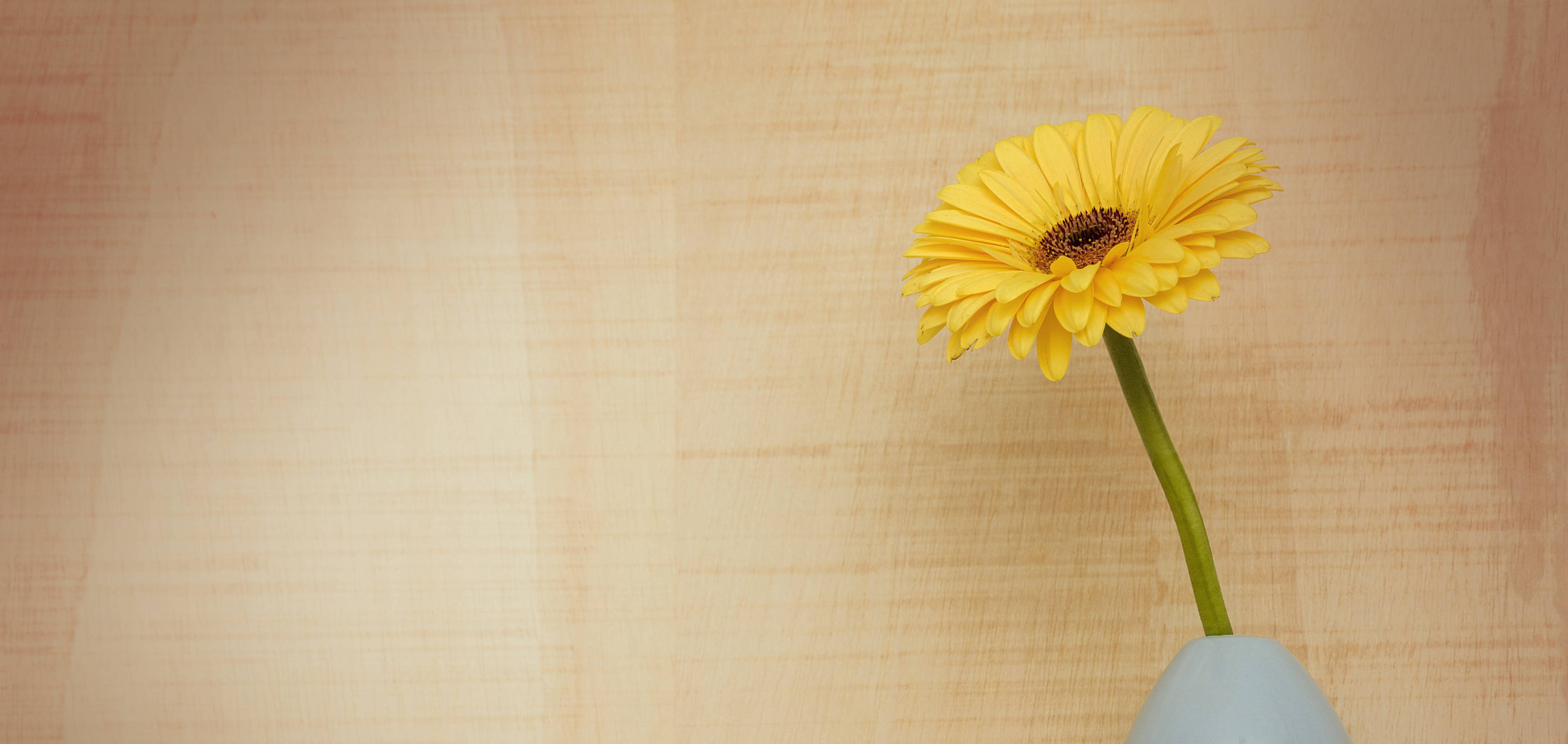 gerbera daisy, bright yellow, light blue vase, 2K Desktop Wallpaper