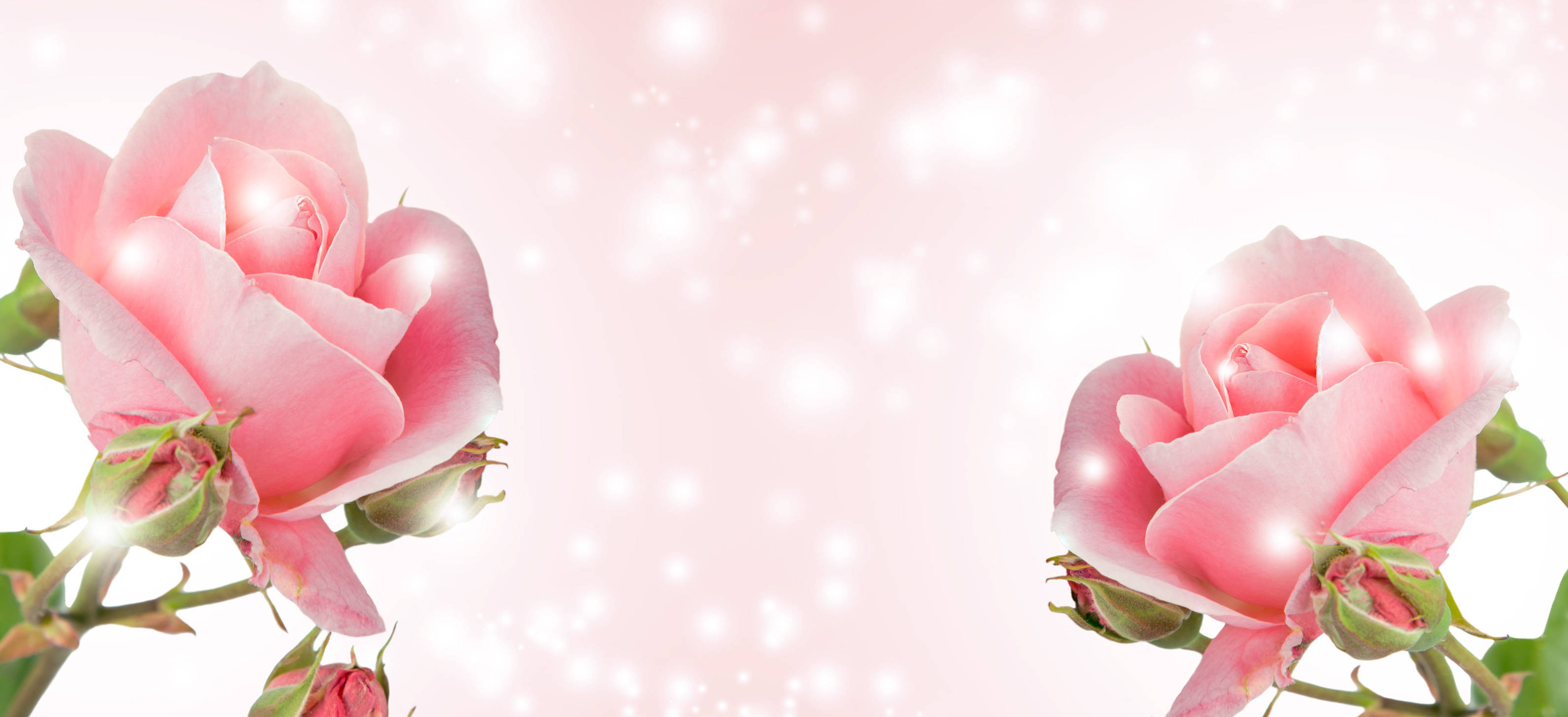 Happy Birthday Twin Flowers, pink roses, pastel background, 2K Desktop Wallpaper