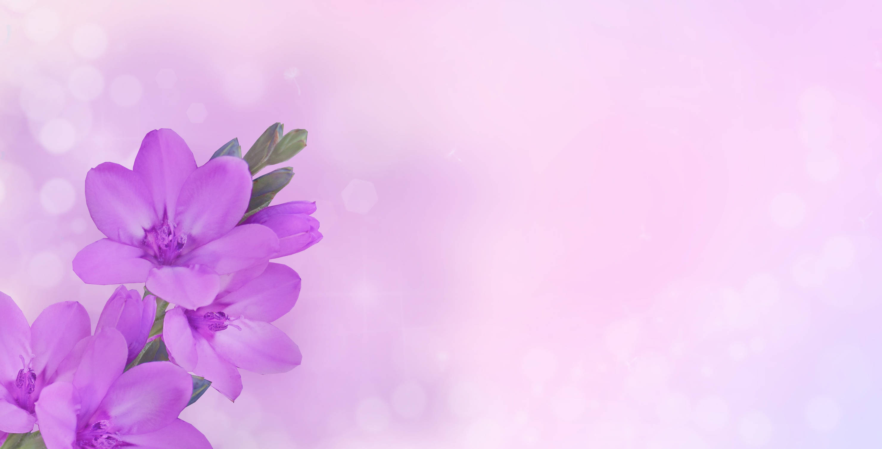 purple happy birthday flowers, soft purple flowers, dreamy pastel pink background, 2K Desktop Wallpaper