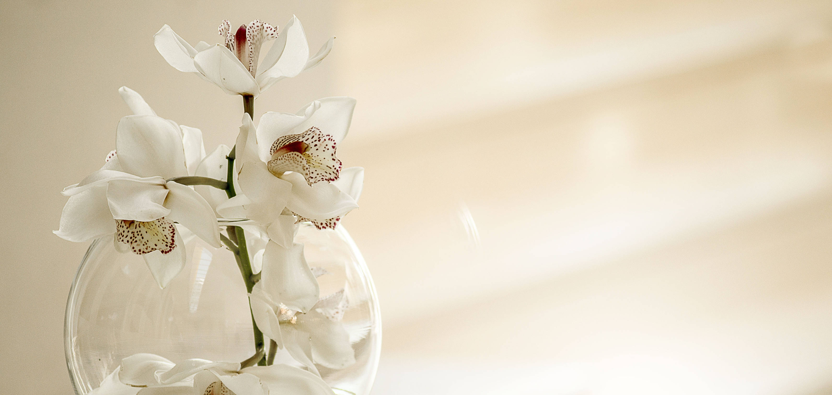 Happy Birthday Flowers, white orchids, speckled centers, 2K Desktop Wallpaper