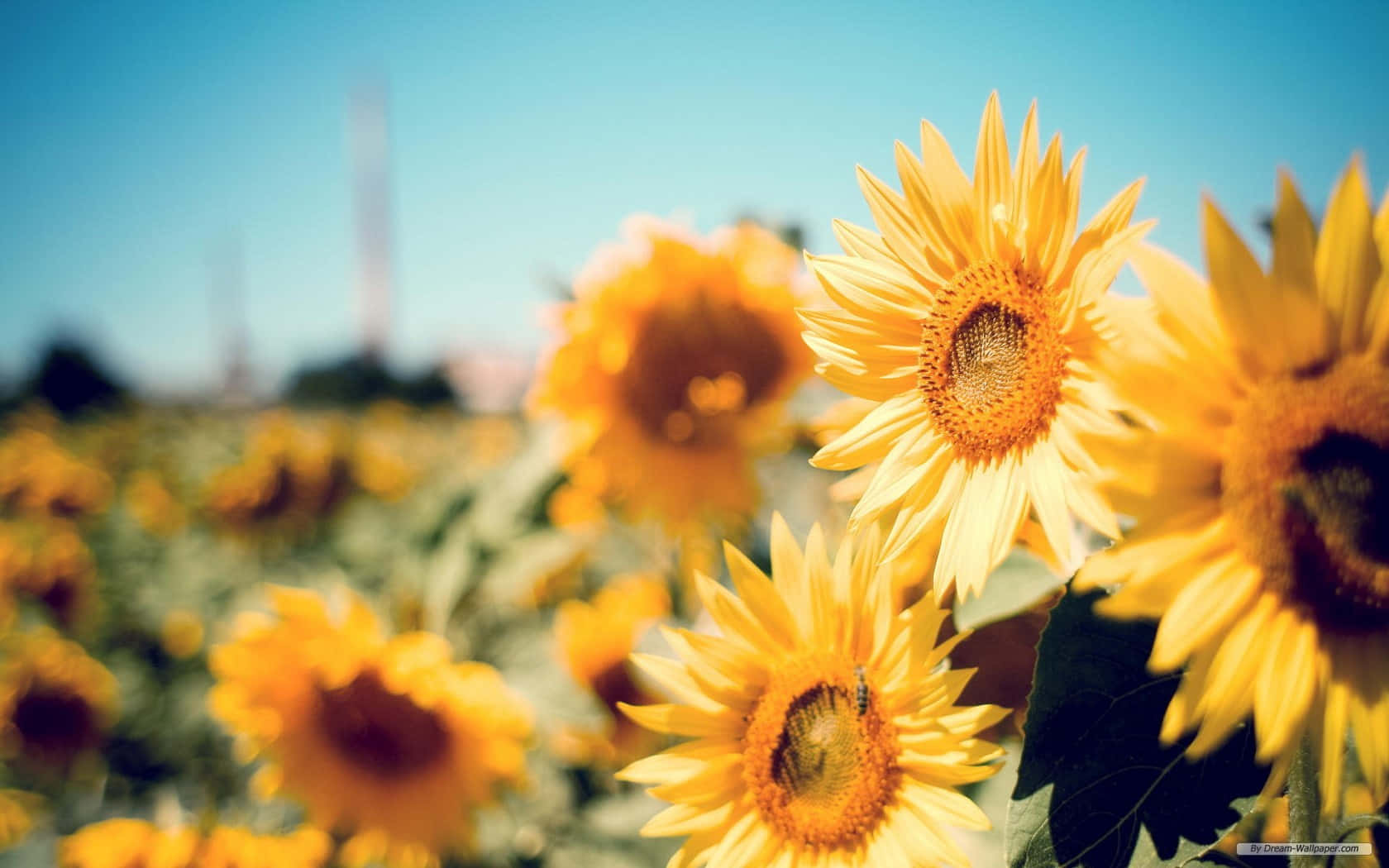sunflowers, golden field, clear blue sky, HD Desktop Wallpaper
